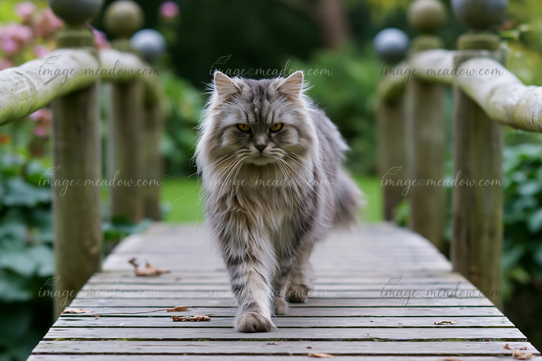 Long-haired gray cat walking toward the camera on a wooden bridge in a lush garden.