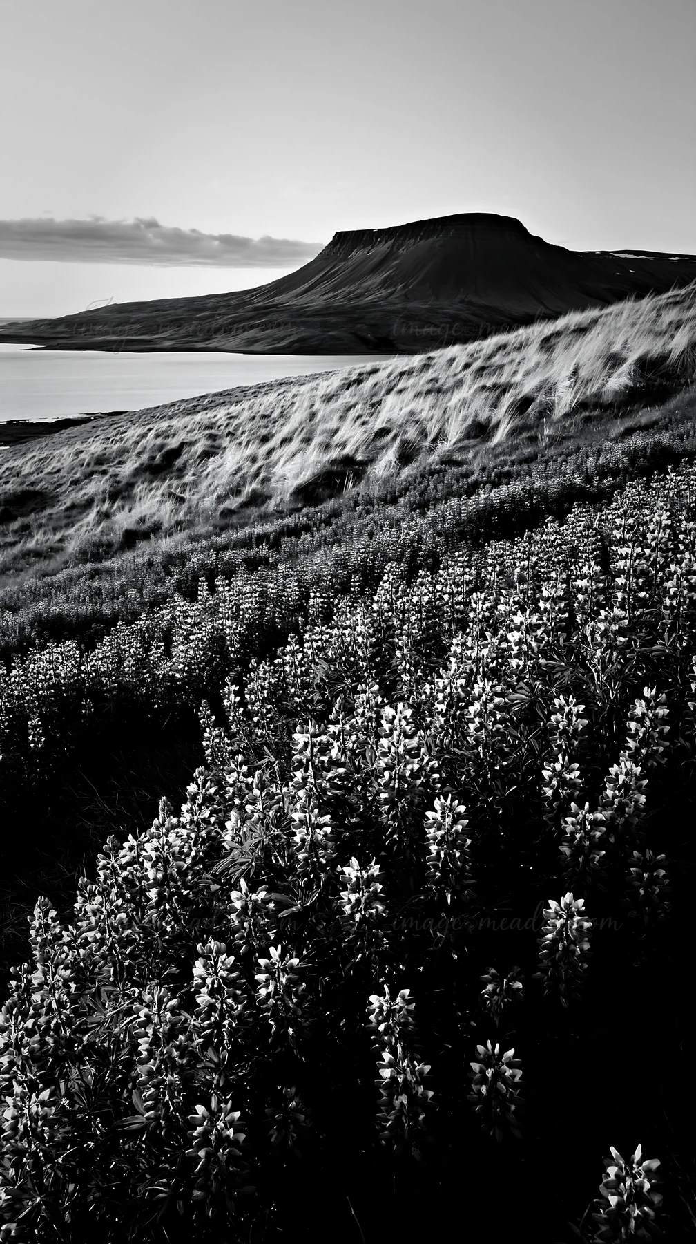 Lupin flowers fill the foreground, creating a colorful display under a setting sun. The mountains stand tall in the background, reflecting the evening light. Pr
