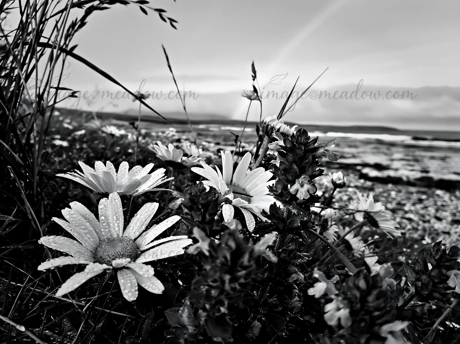 Daisies with droplets grow in a machair beach meadow near the shoreline. The scene captures a cloudy sky and distant hills in the background. This is a natural