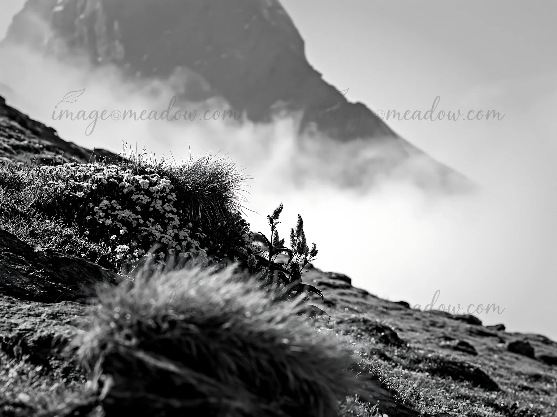 Wildflowers grow in a meadow near the Matterhorn mountain. The scene shows the rugged landscape with rocks and clouds in the background. This captures the essen