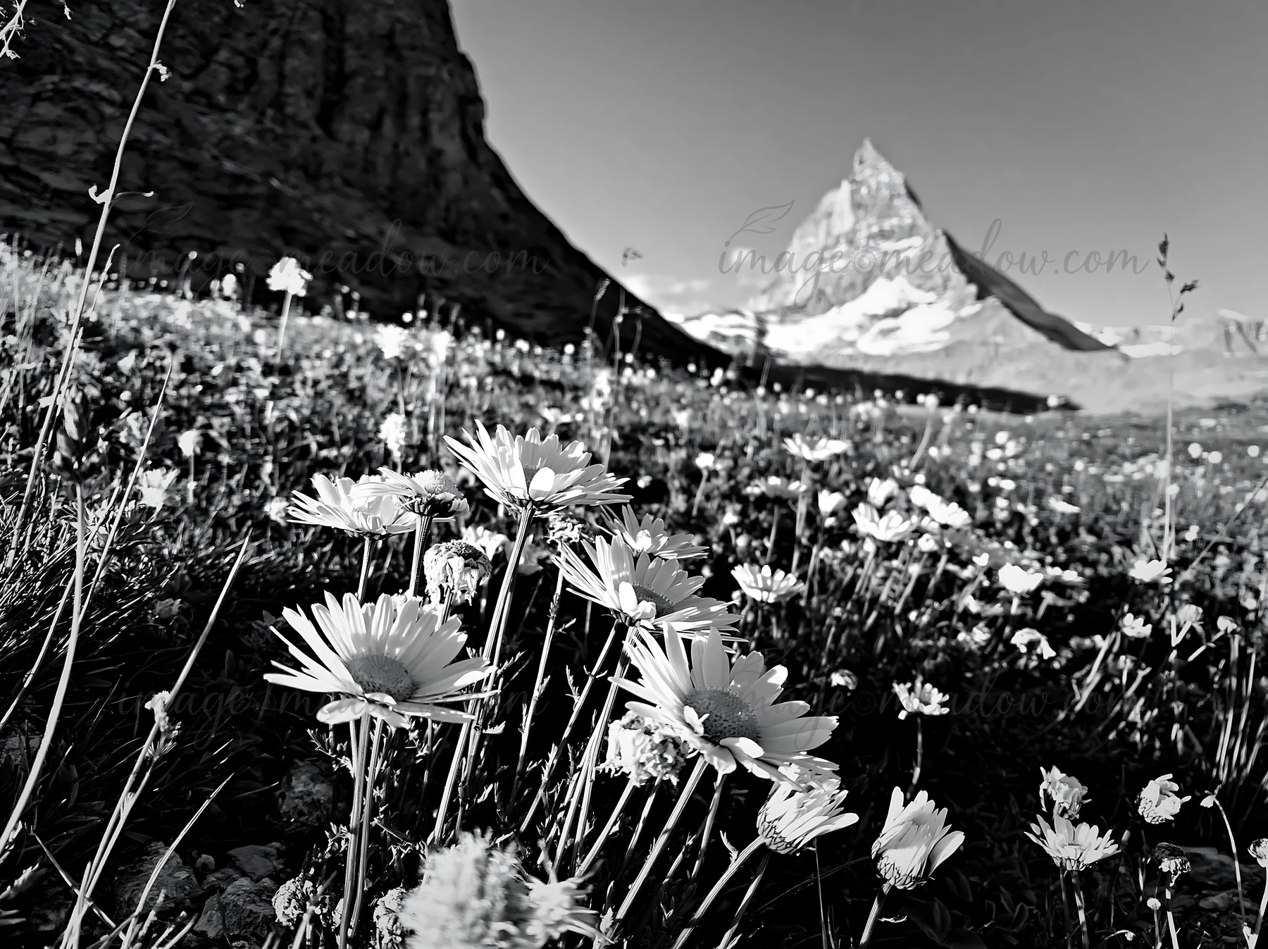 Wildflowers bloom in a meadow at the foot of the Matterhorn in Switzerland. The scene captures the natural beauty and rugged landscape of the alpine region.