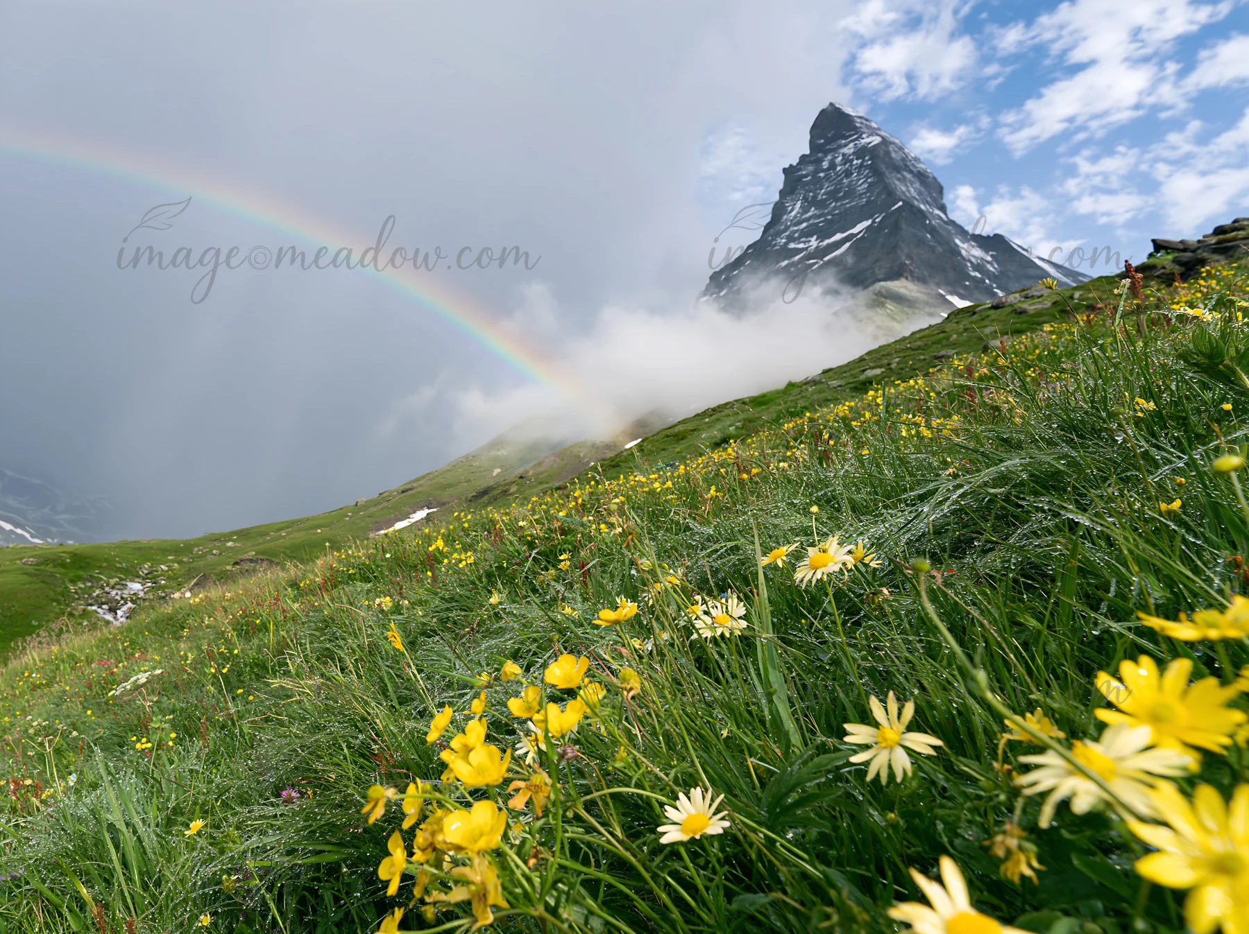 Bright yellow wildflowers cover a meadow at the base of the Matterhorn. A rainbow appears in the sky as clouds surround the mountain. This scene captures the be
