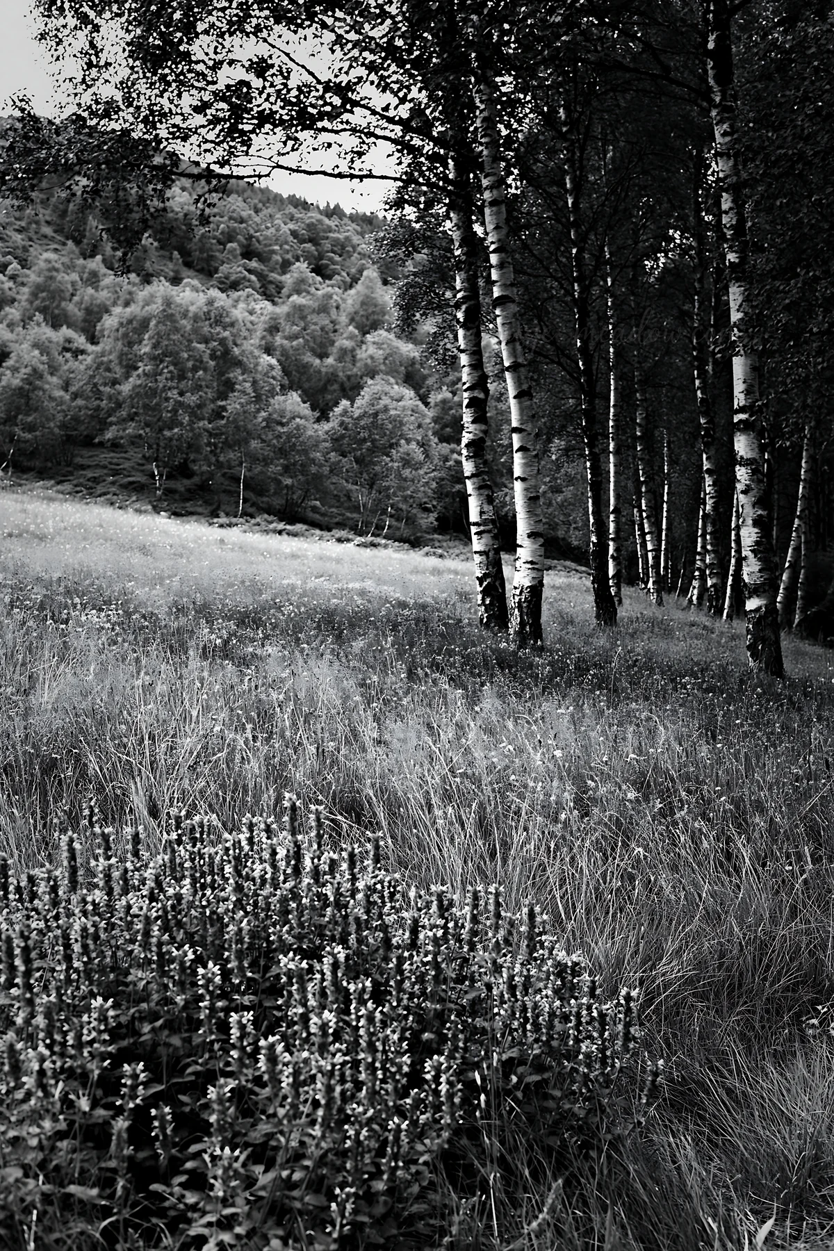 A meadow located beneath birch woodland features patches of flowers. The scene is composed of tall grass and clusters of blooms. The atmosphere shows trees stan