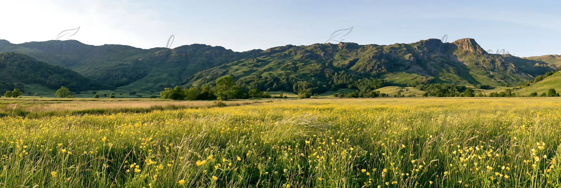 A wide meadow filled with yellow flowers stretches under craggy hills during sunset. Green trees dot the landscape, and the sky shows soft, warm light as day tr