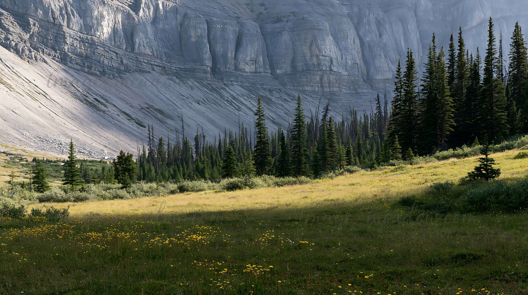 A meadow lies beneath towering rock formations, surrounded by evergreen trees. The green grass and wildflowers cover the ground, creating a natural landscape in