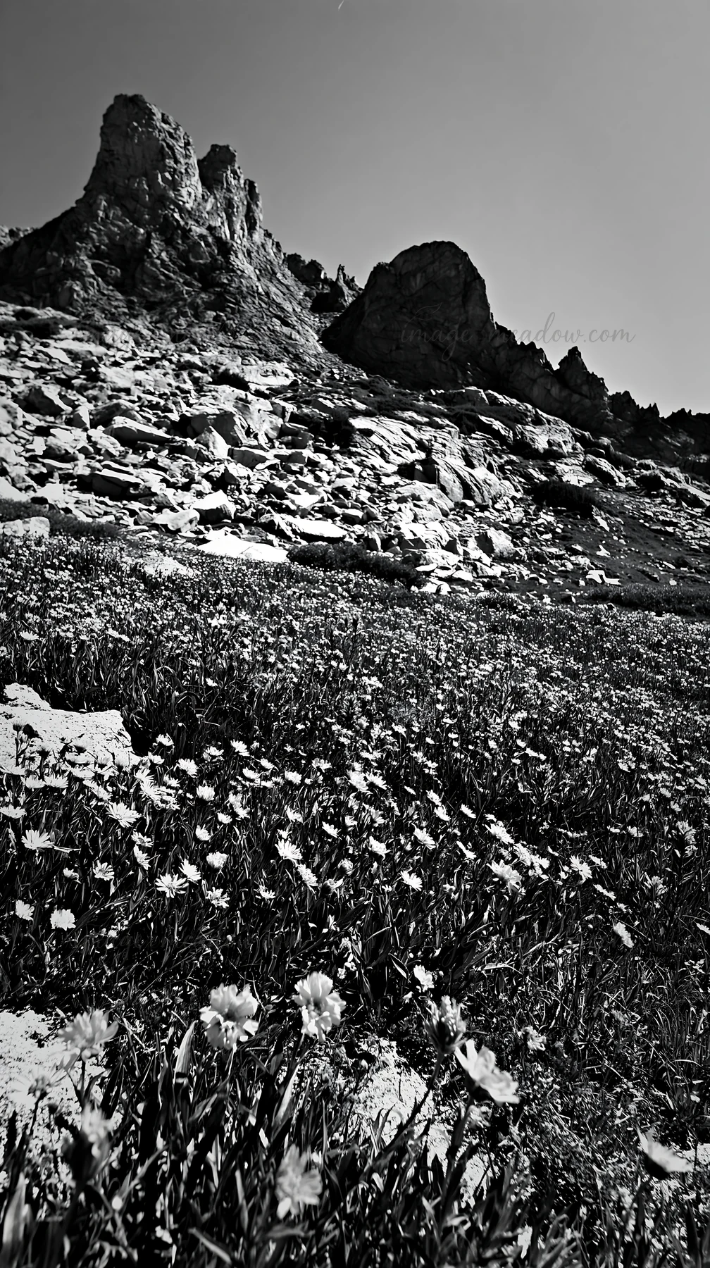 Wildflowers cover the meadow in the foreground while rocky crags rise in the background. The scene depicts a natural landscape highlighting the contrast between