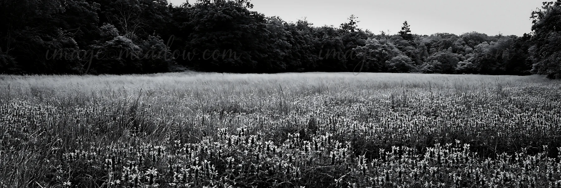 A field filled with small flowers stretches across the foreground, leading to a line of trees at the back. The scene is captured in black and white, highlightin