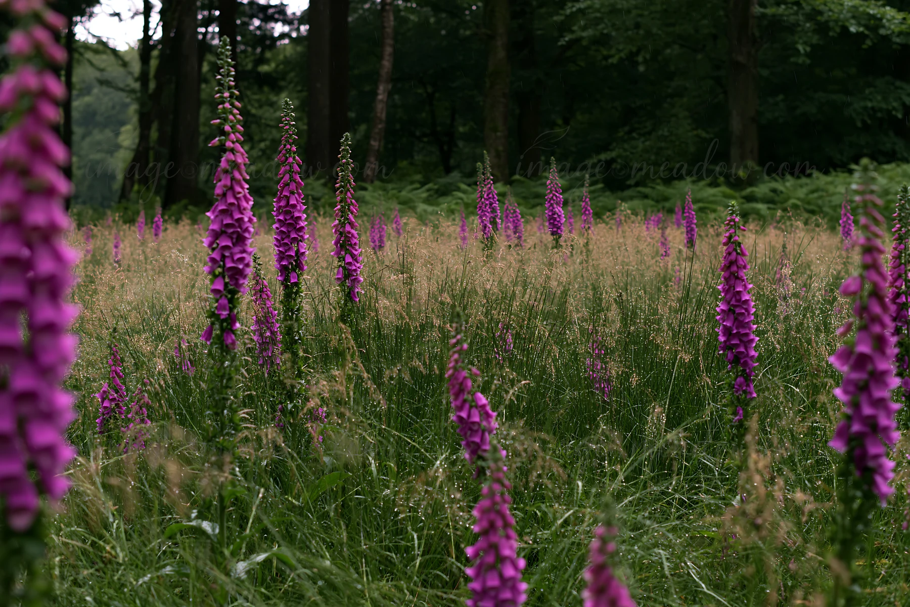 Tall purple flowers grow in a meadow bordered by trees. The grass is green and some wildflowers mix in. The light creates a natural look in the scene.