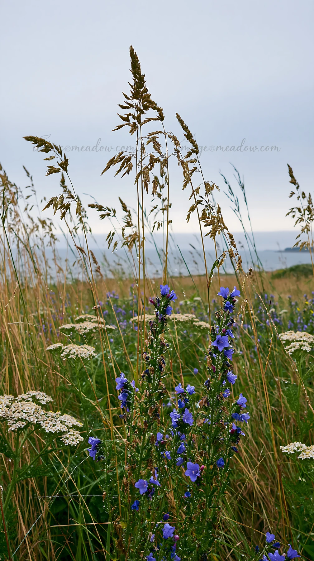 Tall grass seedheads stand among blue wildflowers and white blossoms in a meadow by the coast. The scene captures a cloudy day with the ocean visible in the bac