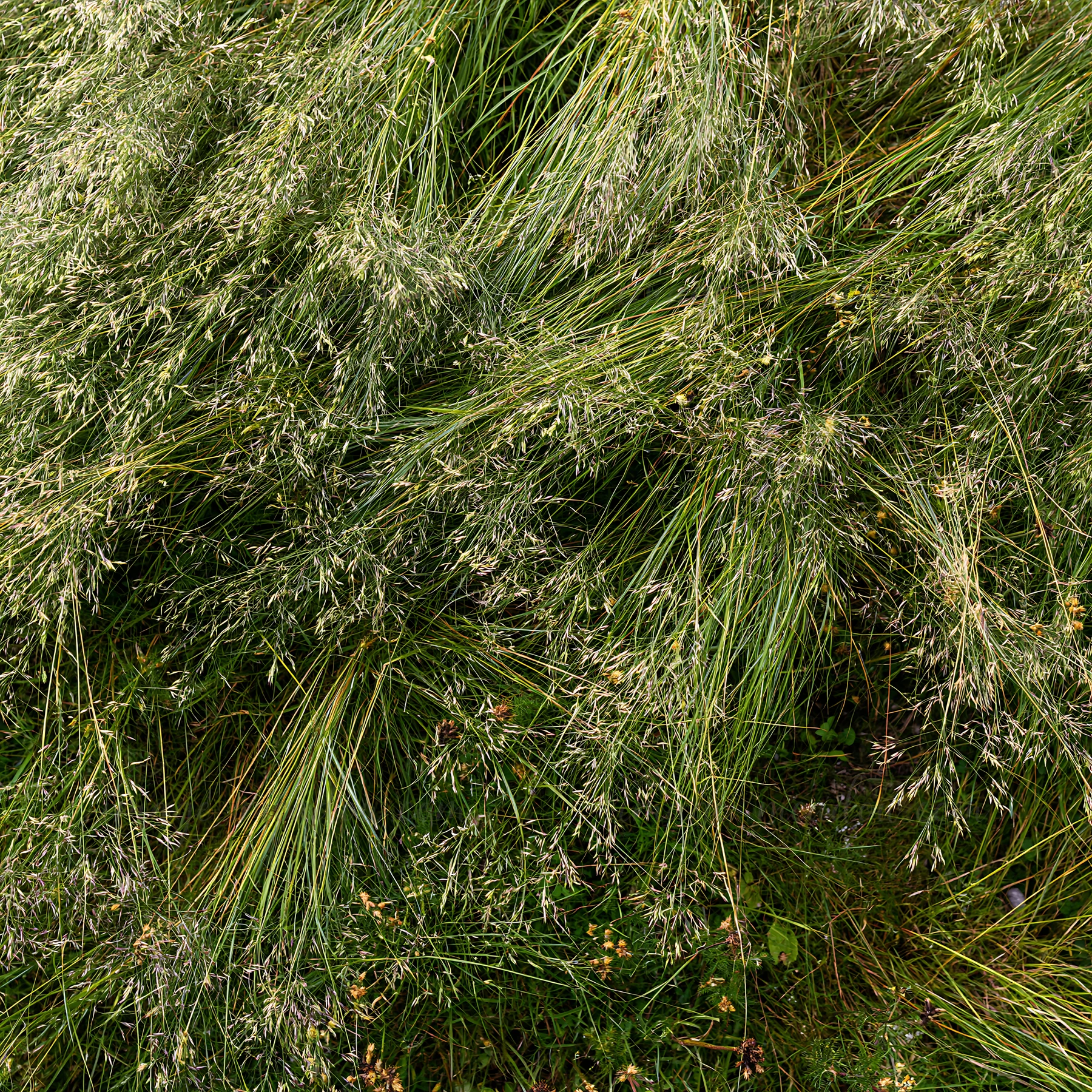 Tall grass seedheads are growing in a meadow, surrounded by greenery. The scene shows the texture and details of the grass, capturing the essence of natural flo
