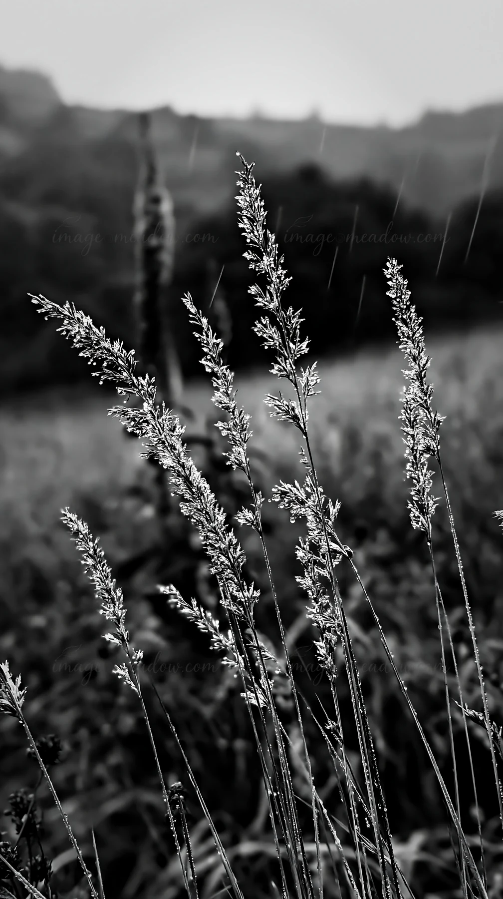 Tall grass seedheads stand in a meadow during light rainfall. The focus is on the delicate structure of each seedhead, with blurred backgrounds of other grasses