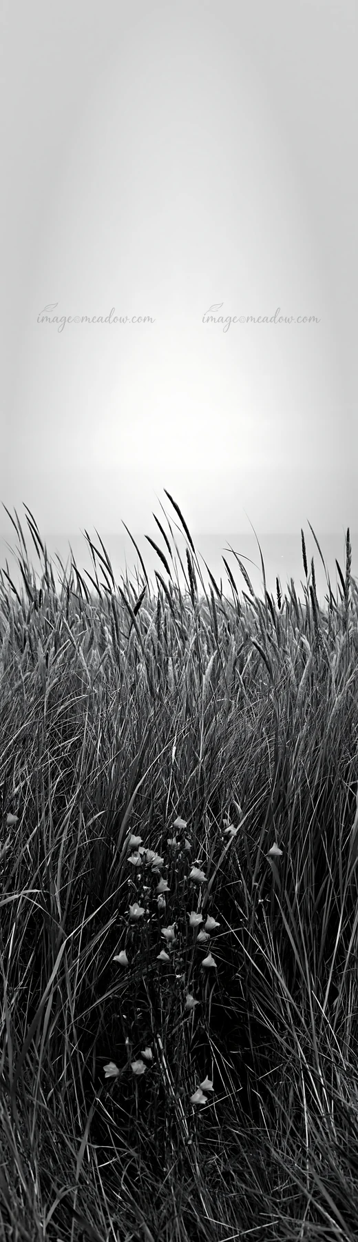 Tall grass seedheads are visible in a meadow. The scene shows the grass gently moving in the wind against a soft background. The light appears to be low, possib
