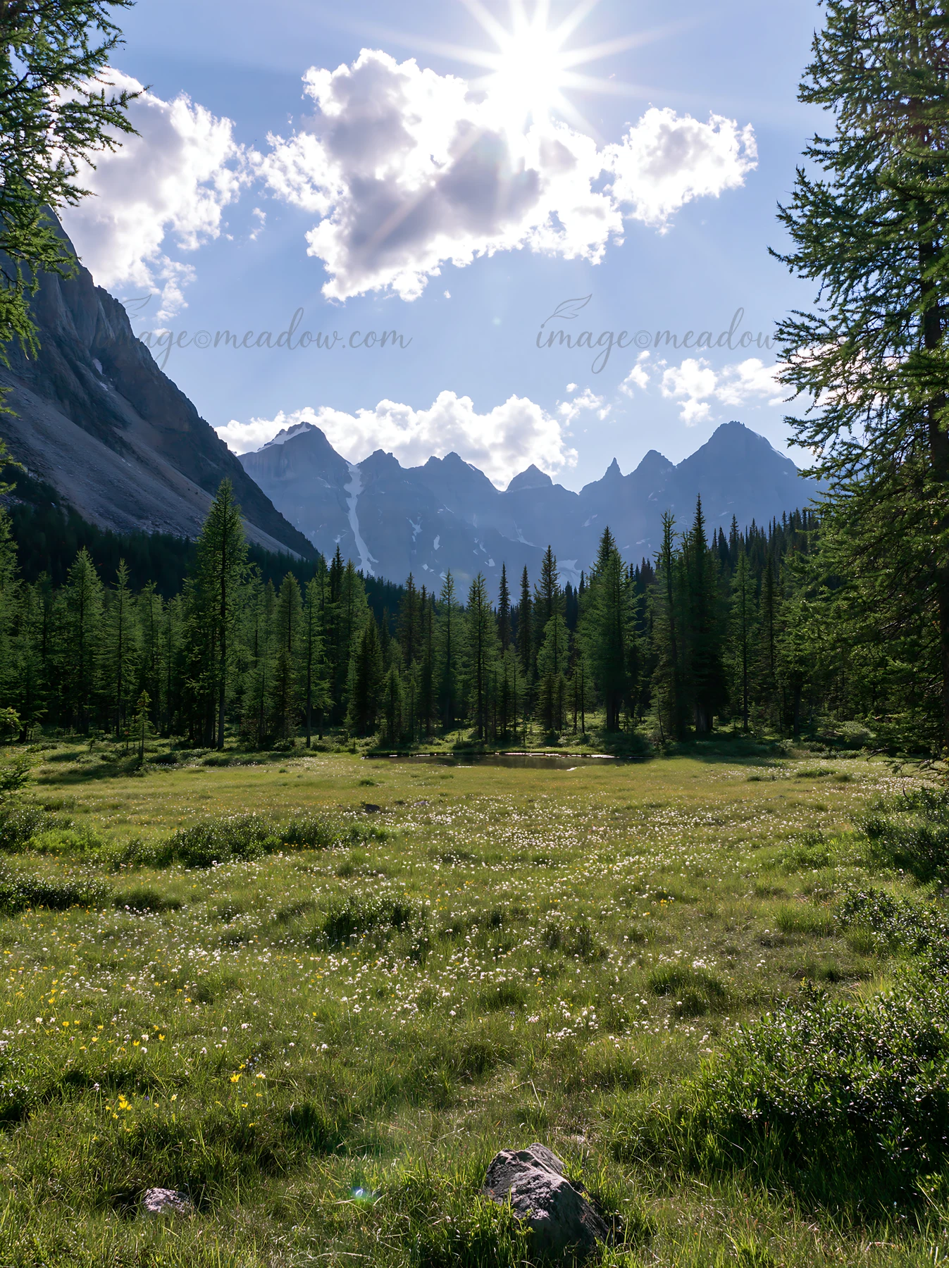 A meadow filled with green grass and wildflowers is bathed in sunlight. Tall trees surround the area, and a mountain range with jagged peaks rises in the backgr