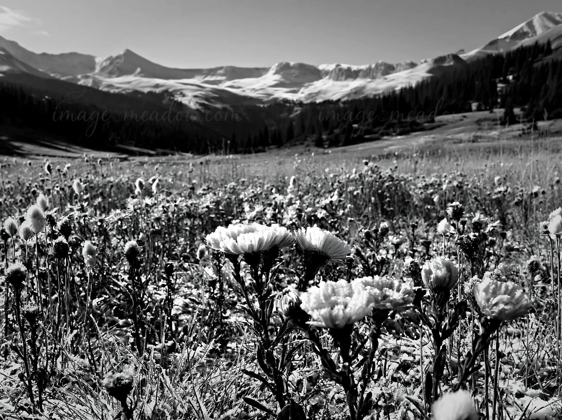 Flowers grow in a meadow surrounded by rolling hills and mountains. The scene shows natural beauty with clear skies and visible snow-capped peaks in the backgro