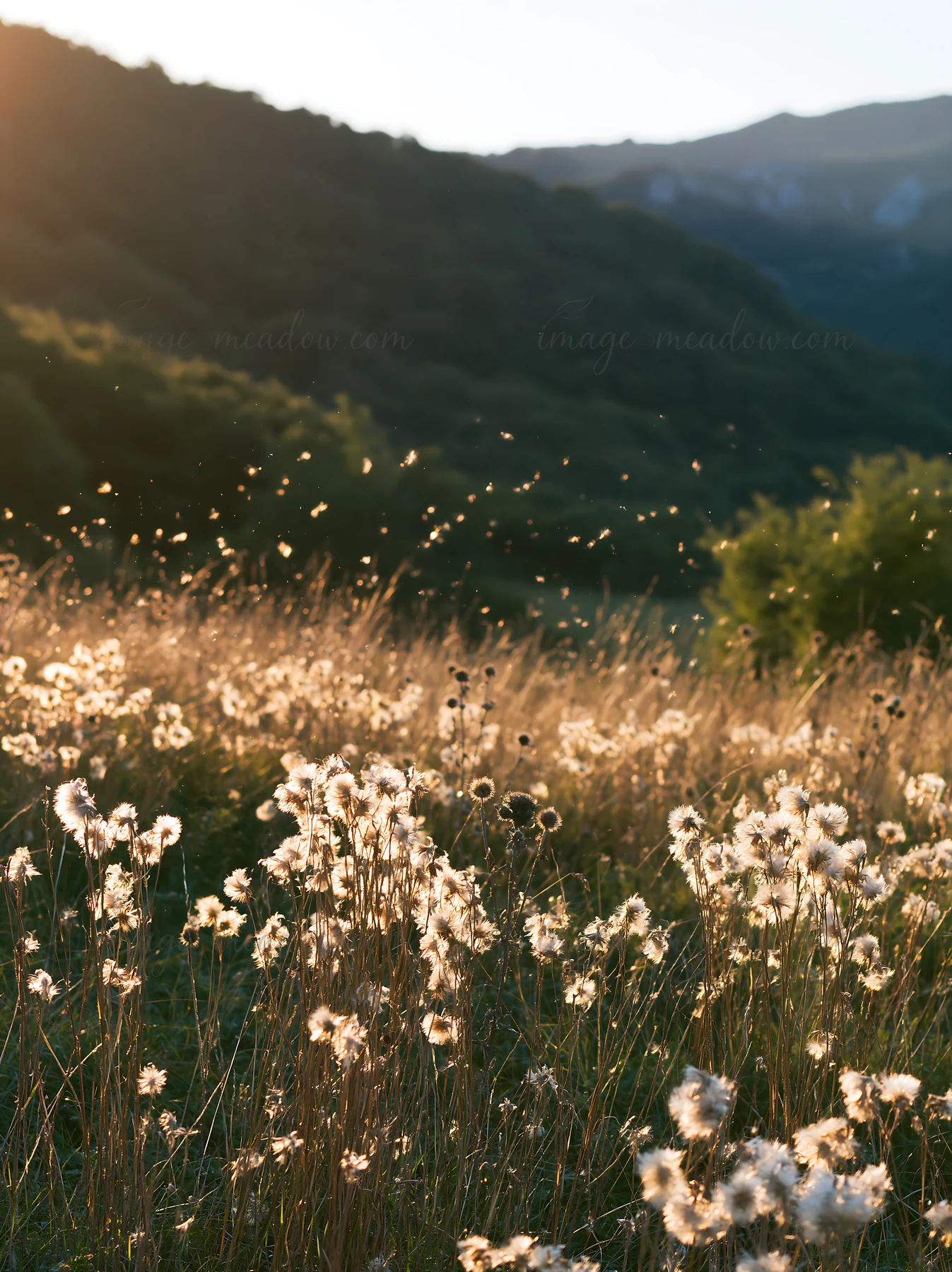 Seedheads in a meadow are illuminated by the setting sun at dusk. The scene captures the light filtering through the dry plants, with a mountain range visible i