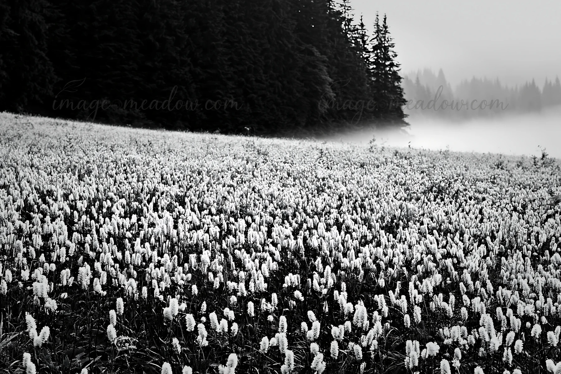 A vast meadow is filled with white flowering plants stretching into the distance. A forest is visible in the background, surrounded by fog and soft light. Prese