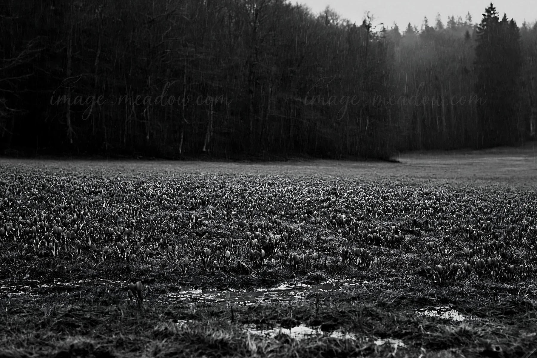 Crocuses grow in a wide meadow surrounded by trees in the background. The ground shows some water. This scene captures the freshness of spring in a rural area.
