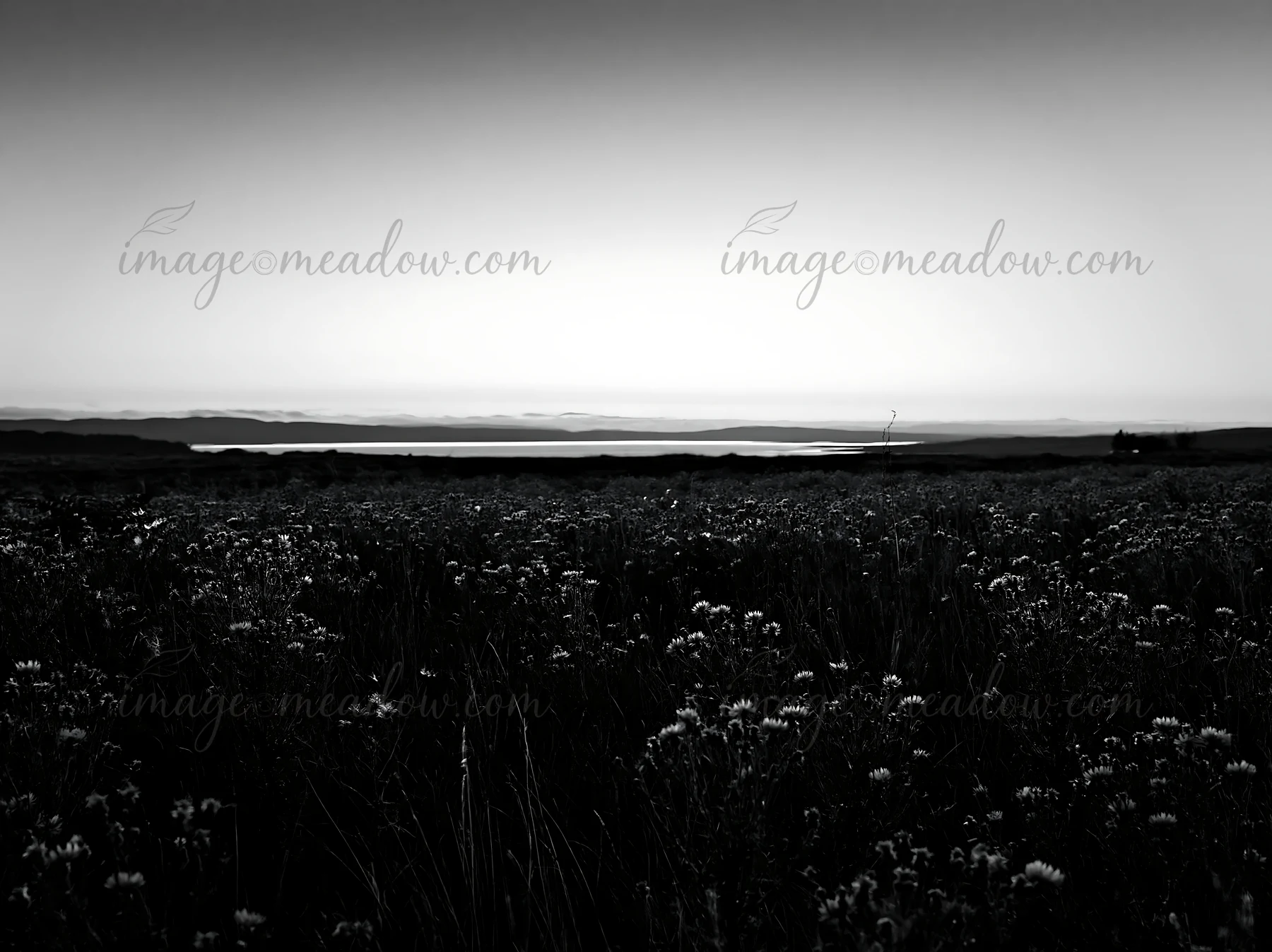 A meadow filled with knapweed stretches across the landscape as the sun sets in the background. The silhouette of the horizon can be seen against the fading lig