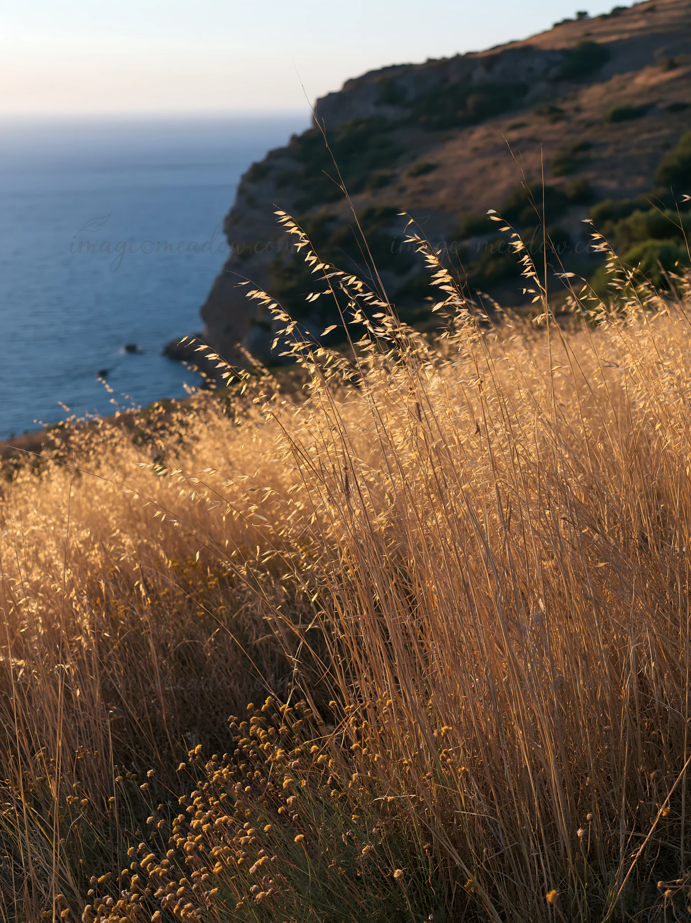 Golden seedheads sway in a meadow overlooking a rocky coastline. The sun sets in the background, casting warm light over the grass and the ocean. Nearby cliffs