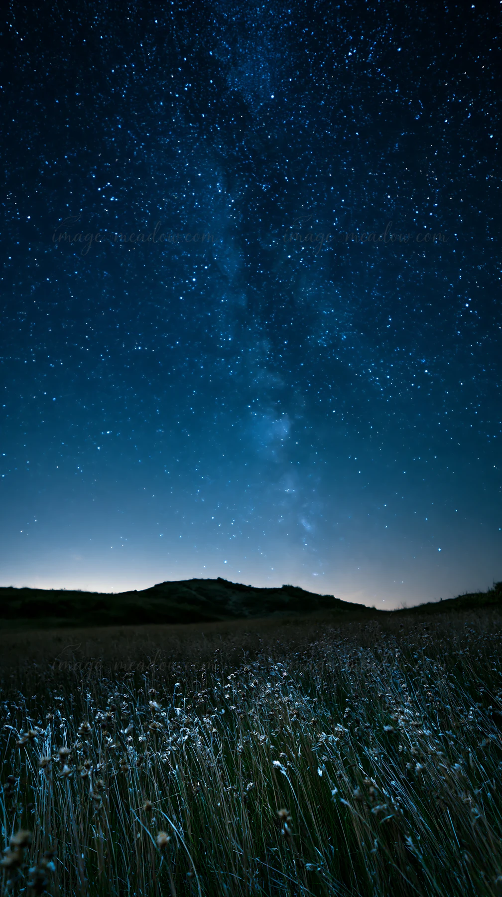 A vast meadow filled with seedheads stretches out under a clear night sky. Stars twinkle brightly, creating a scenic view of nature at nighttime.