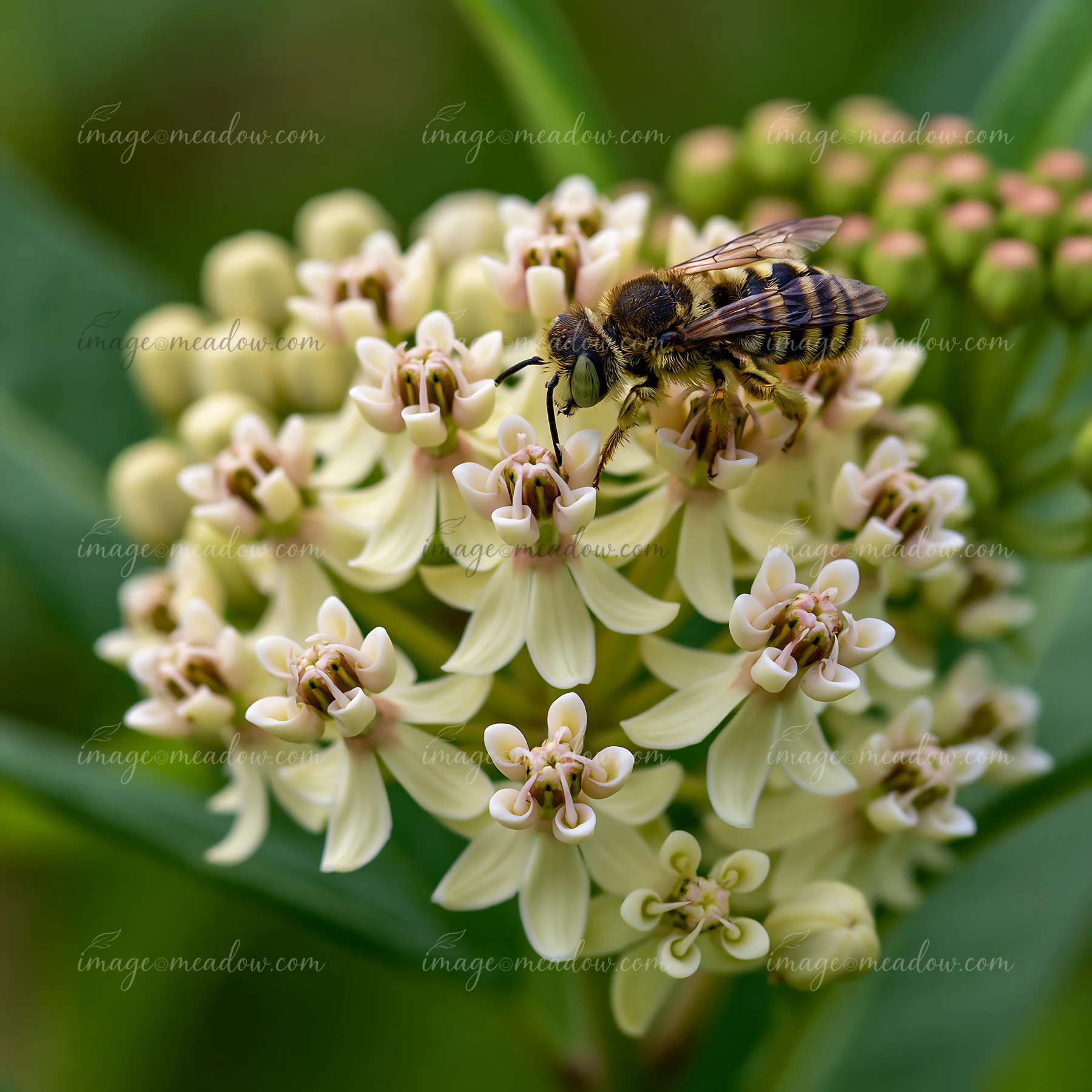 Milkweed flowers with bees show the busy pollination activity happening in a garden.