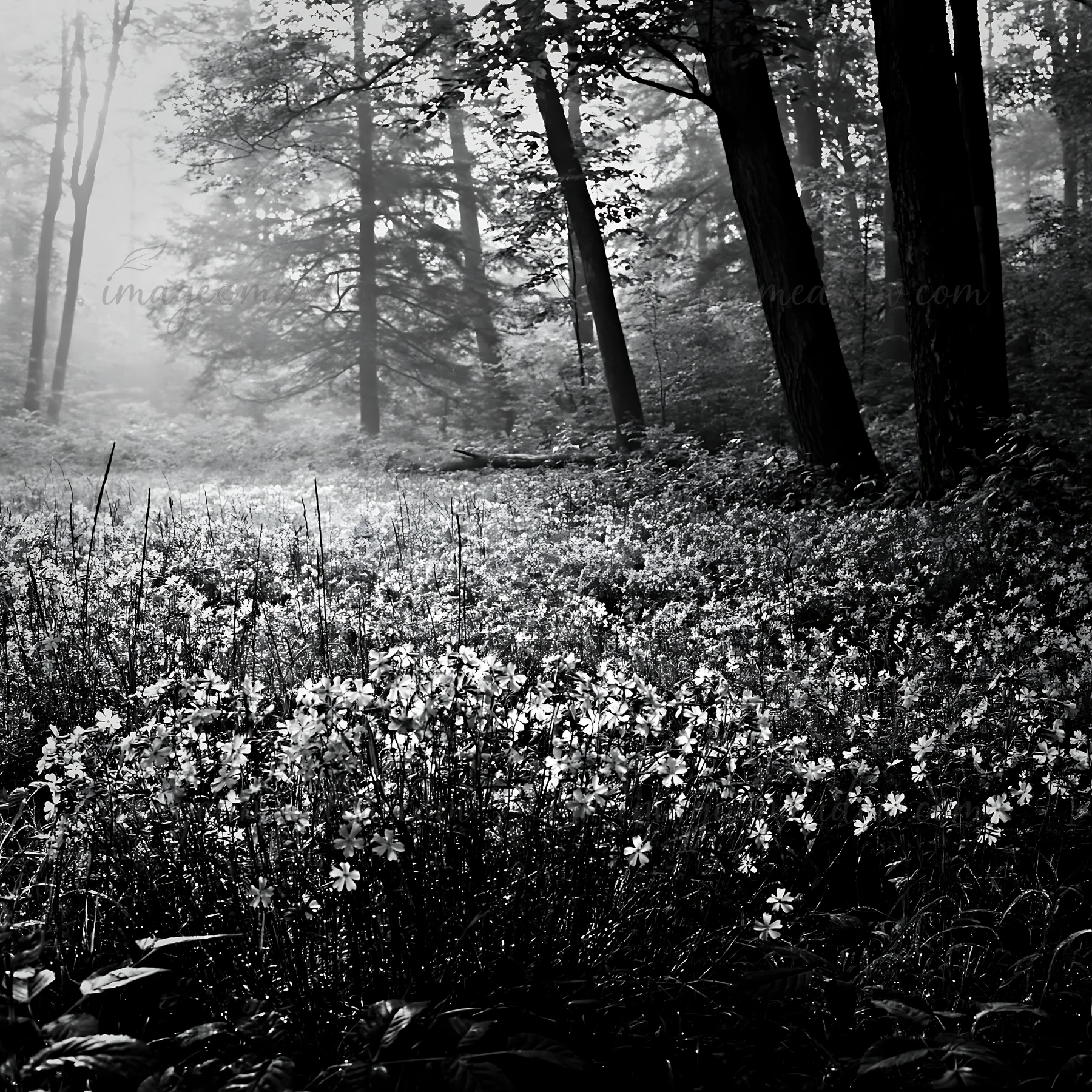 A meadow filled with purple flowers is surrounded by trees in a misty forest. The soft light filters through the foliage, creating a gentle atmosphere. Presente