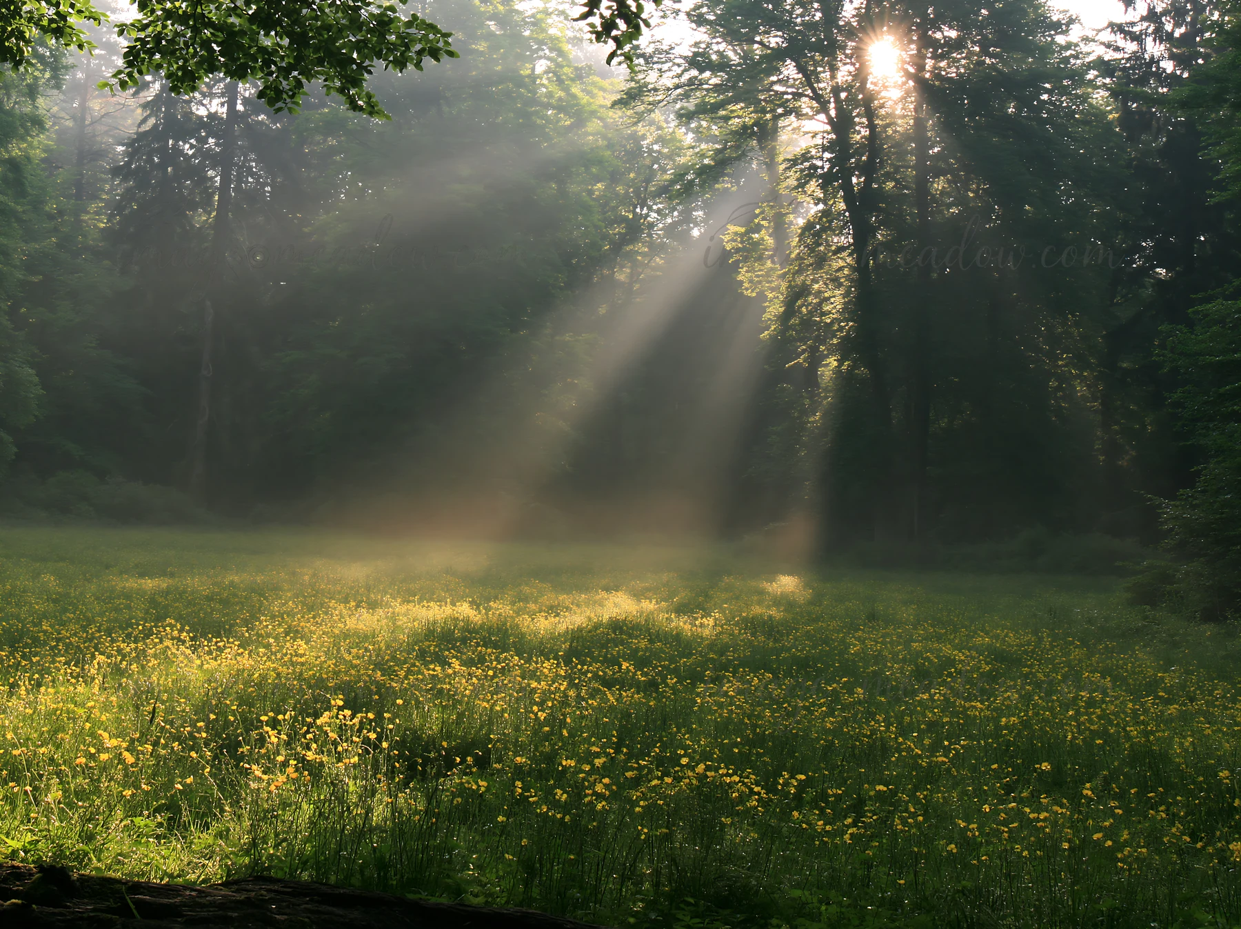 A misty forest meadow shows sunlight streaming through trees. Yellow flowers grow in the grassy area. The scene conveys an early morning atmosphere with soft li