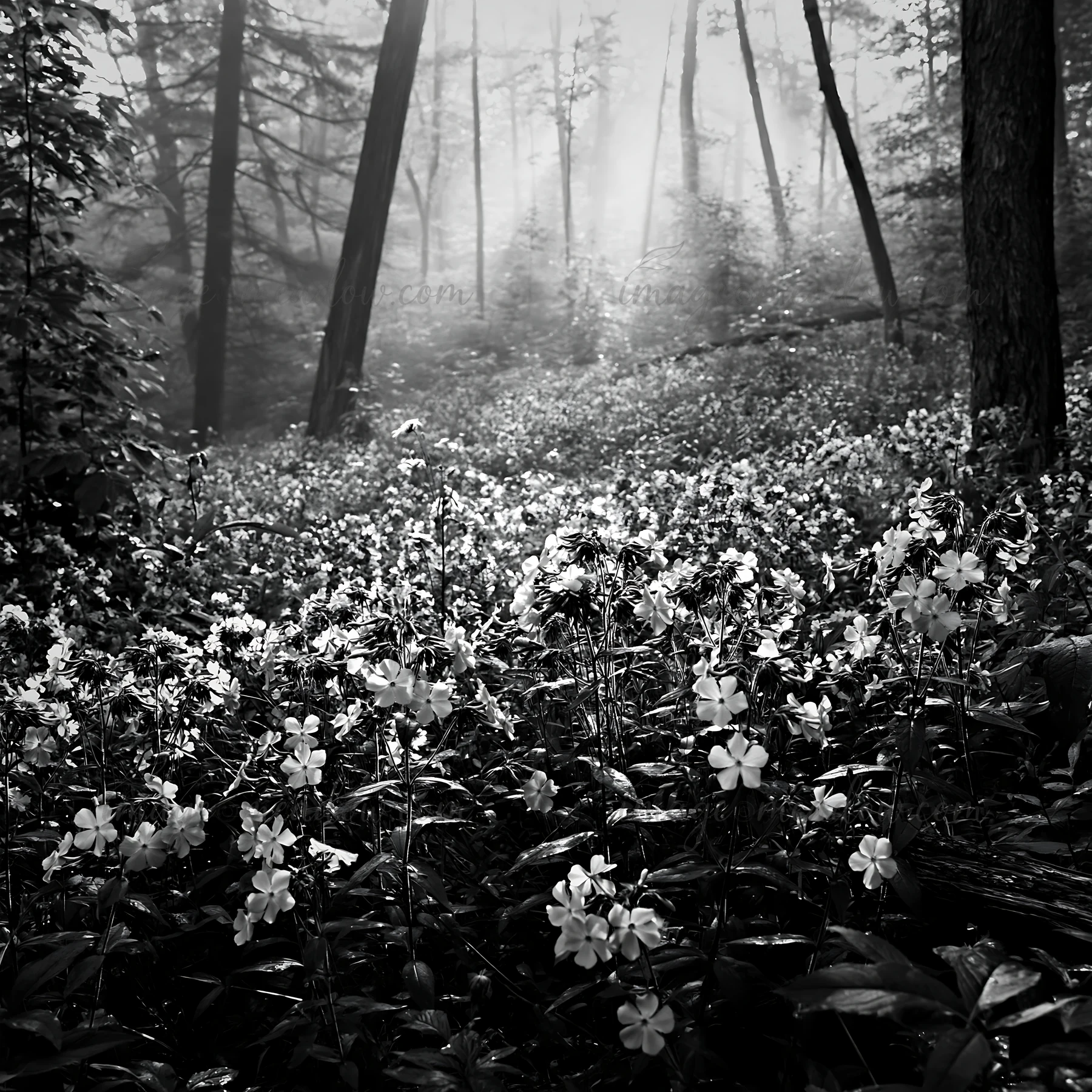 A meadow in a forest features numerous blooming flowers surrounded by trees. Sunlight filters through the mist, creating a soft atmosphere in the morning light.