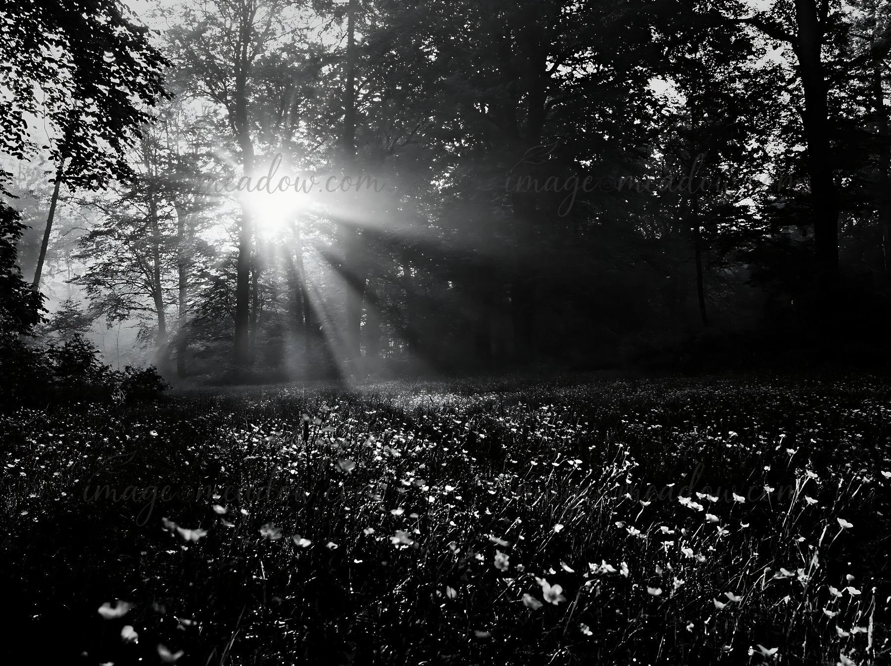 A meadow in a misty forest features yellow flowers and sunlight streaming through the trees. The scene captures early morning light in a natural setting. Presen