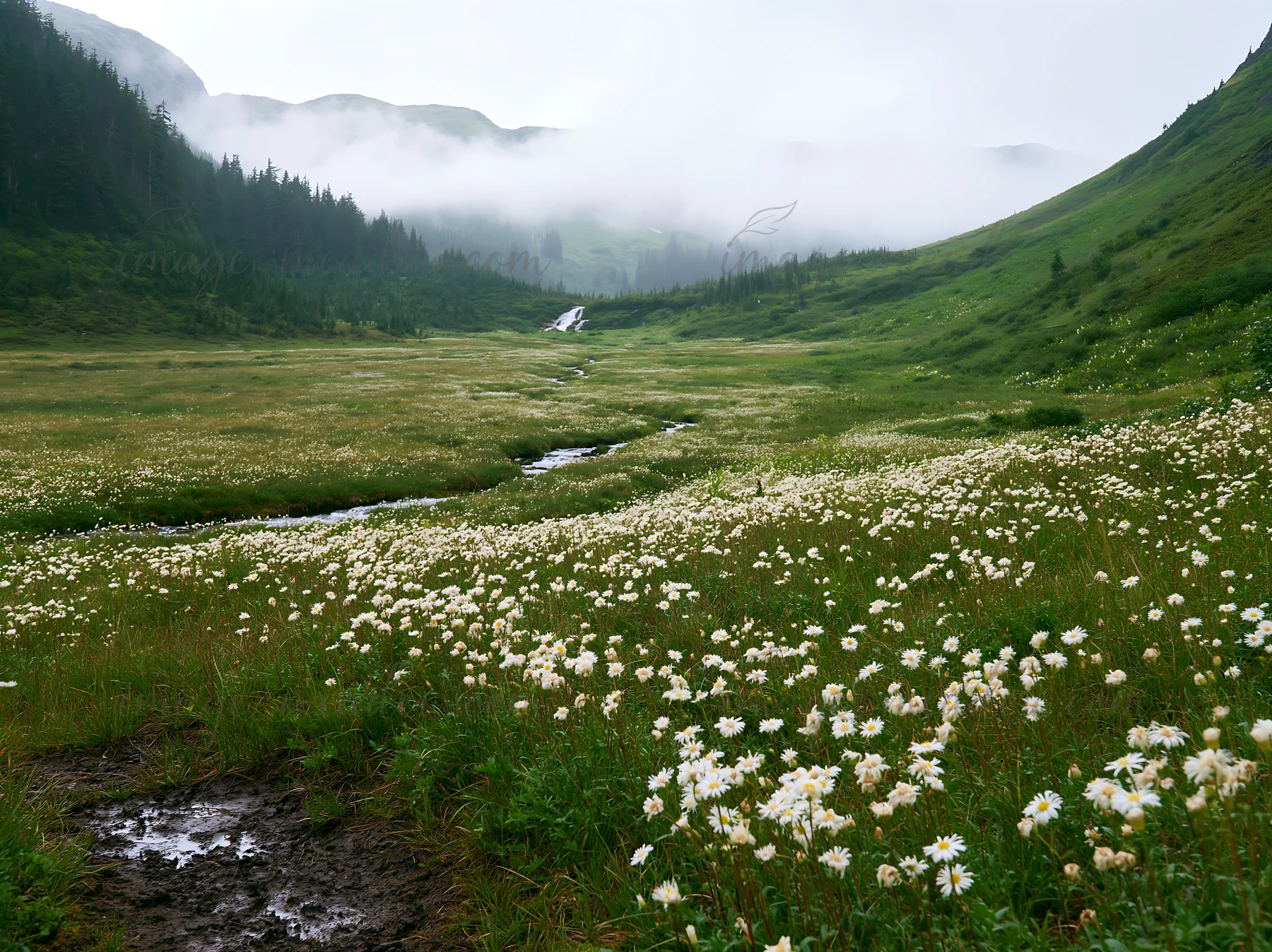 A waterfall flows down the mountains in the background. The meadow is covered with white flowers and surrounded by green grass. Mist covers the mountain peaks,