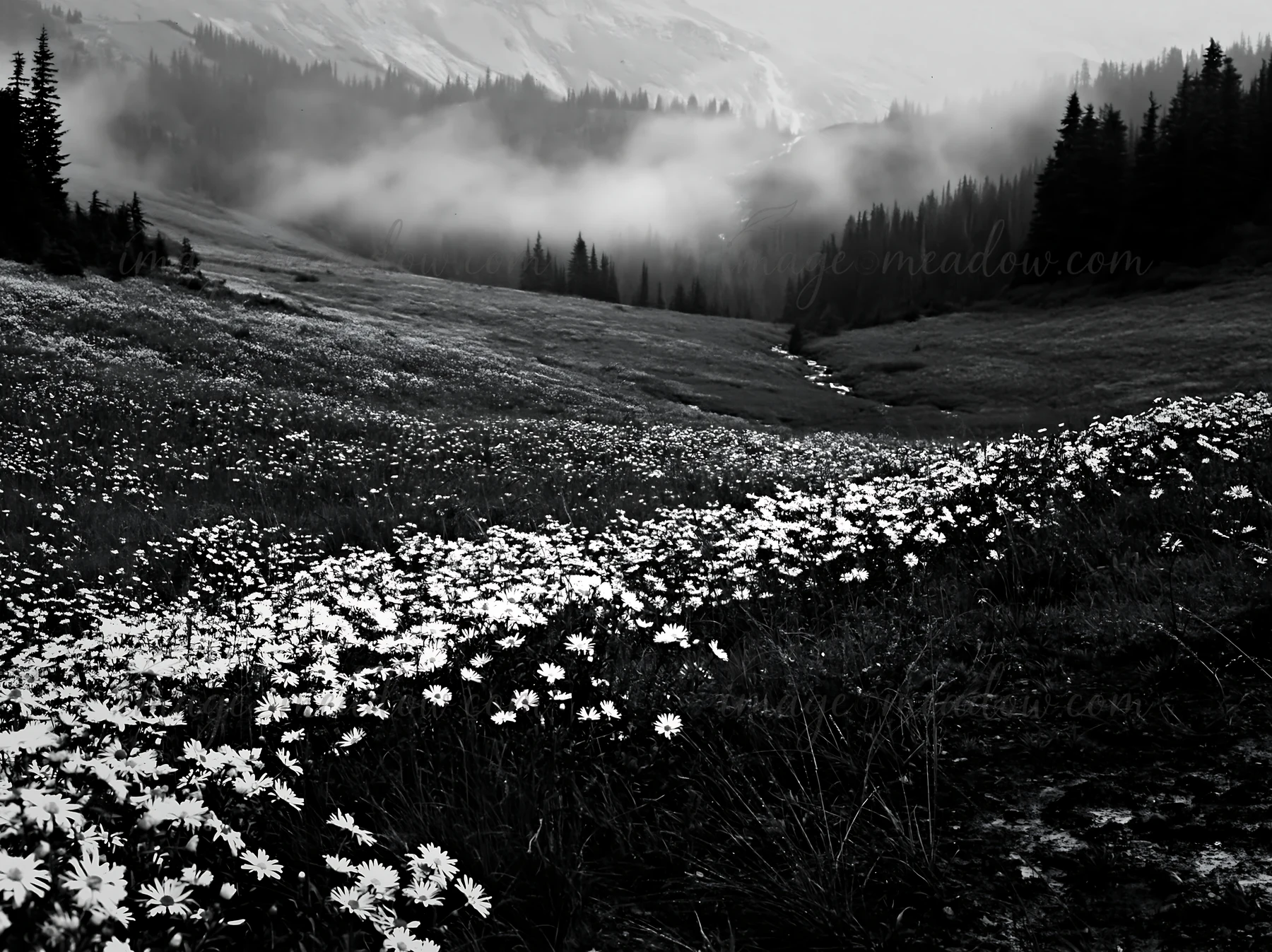 A meadow filled with wildflowers is set against a misty mountain backdrop. A waterfall can be seen in the distance, adding to the natural beauty of the scene. T