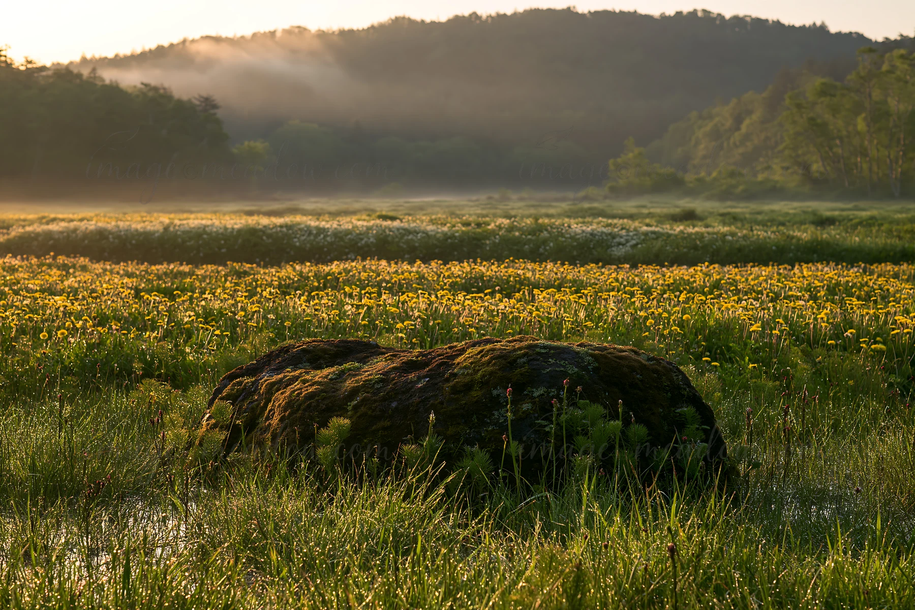 The scene shows a moss-covered stone in a meadow during morning light, surrounded by grass and yellow flowers. Mist lies low over the fields, with hills in the