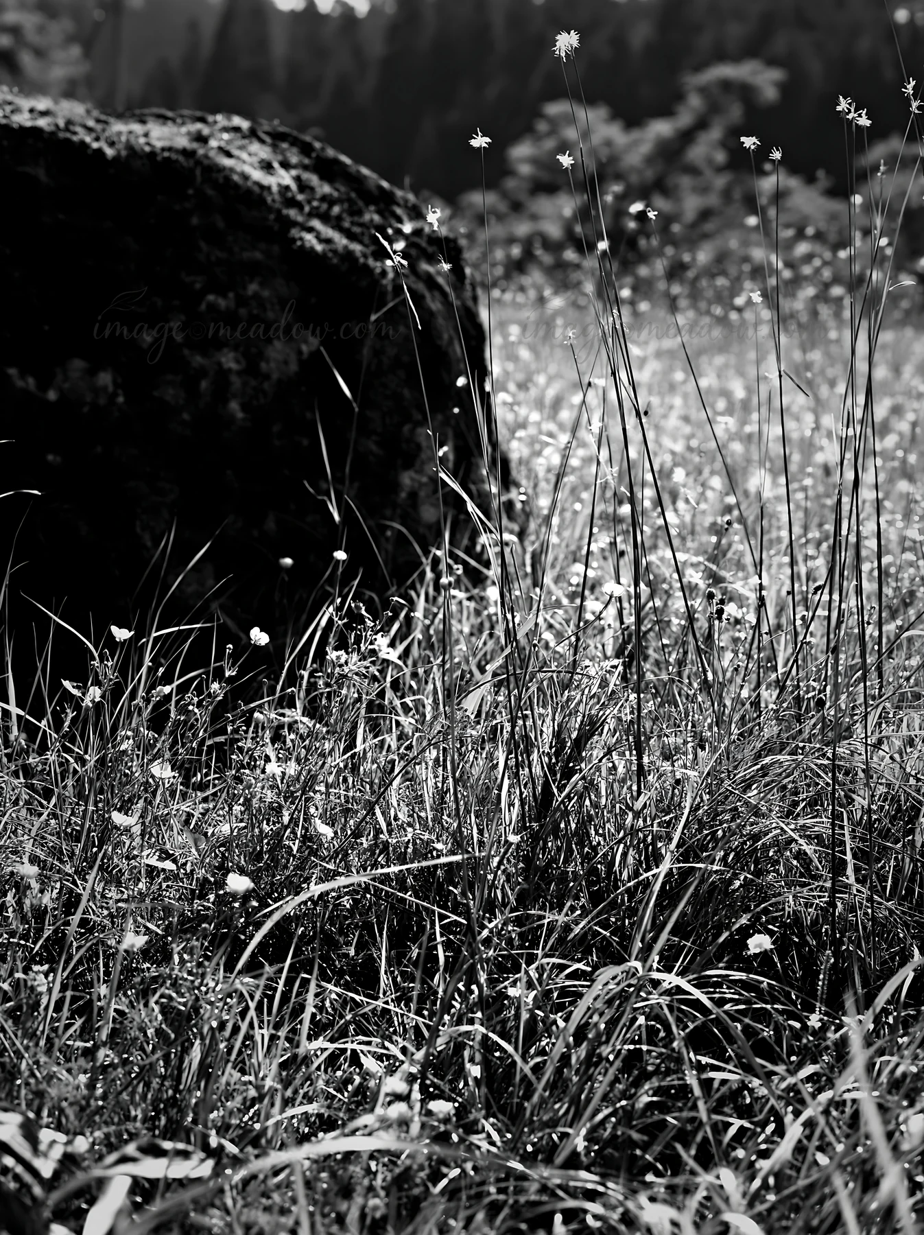 The scene shows a mossy stone surrounded by green grass and small flowers in a meadow. Soft light filters through the trees in the background, creating a natura