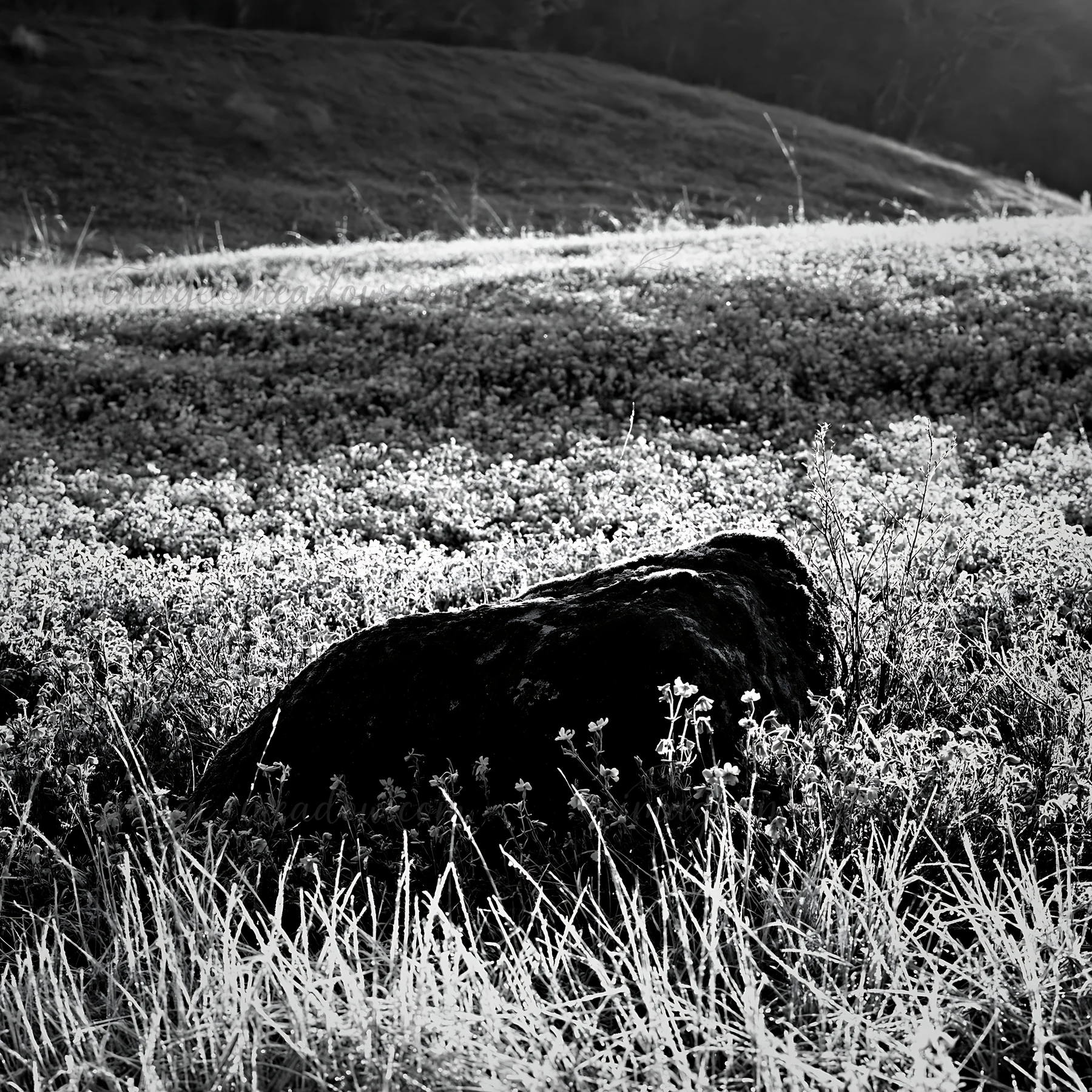 A mossy stone sits in a meadow filled with small blue flowers and frosty grass. The scene captures the spring recovery of nature in Miyagi during early morning