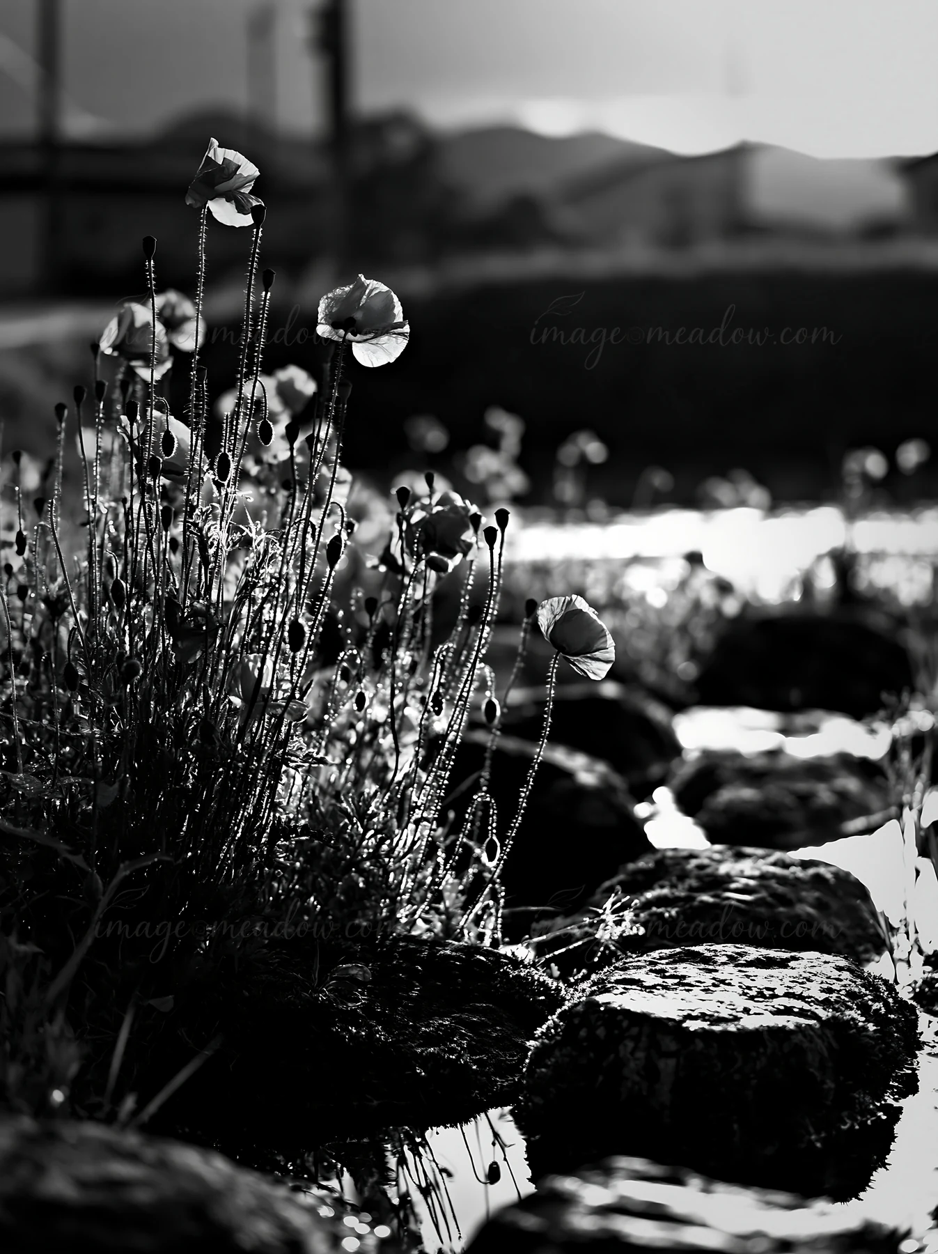 Miyagi spring features mossy stones surrounded by vibrant poppy flowers along a waterway during sunset. The setting captures the natural beauty of the meadow. P