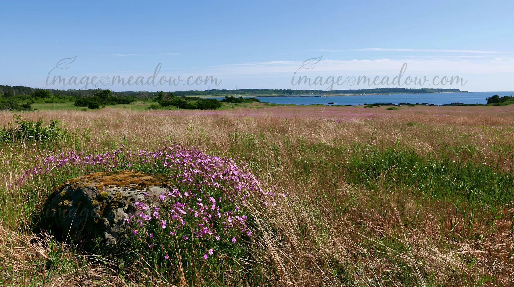A mossy stone sits in a field adorned with blooming flowers. The landscape features tall grass and a distant view of the water under clear skies.