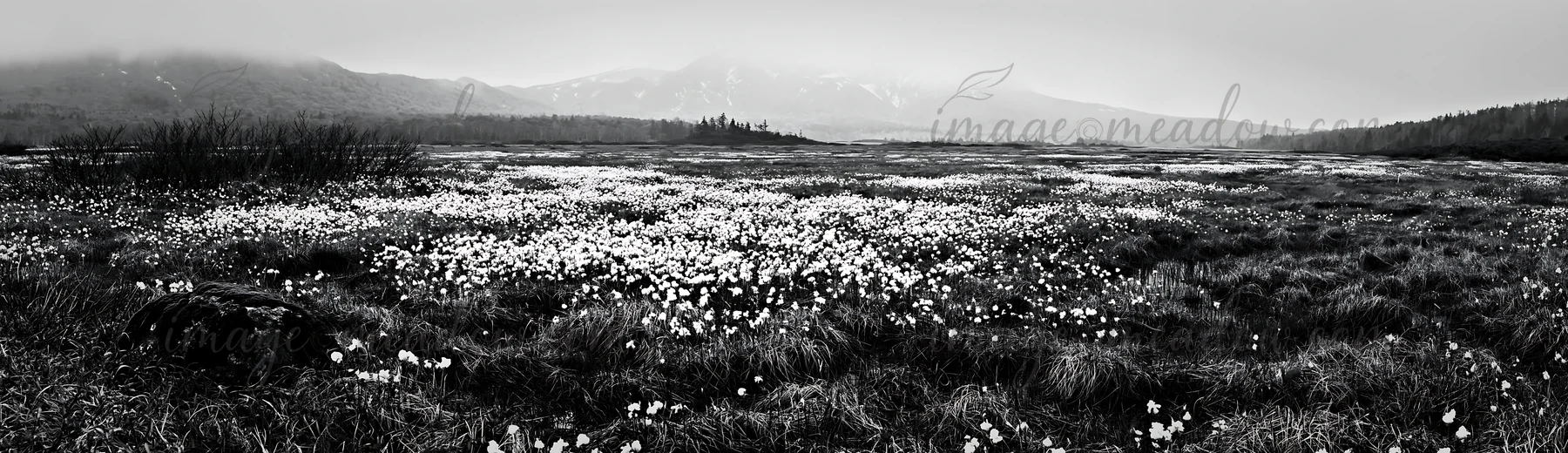 The scene shows a vast meadow covered with white flowers under a cloudy sky. A mossy stone is present among lush greenery, depicting a natural recovery environm