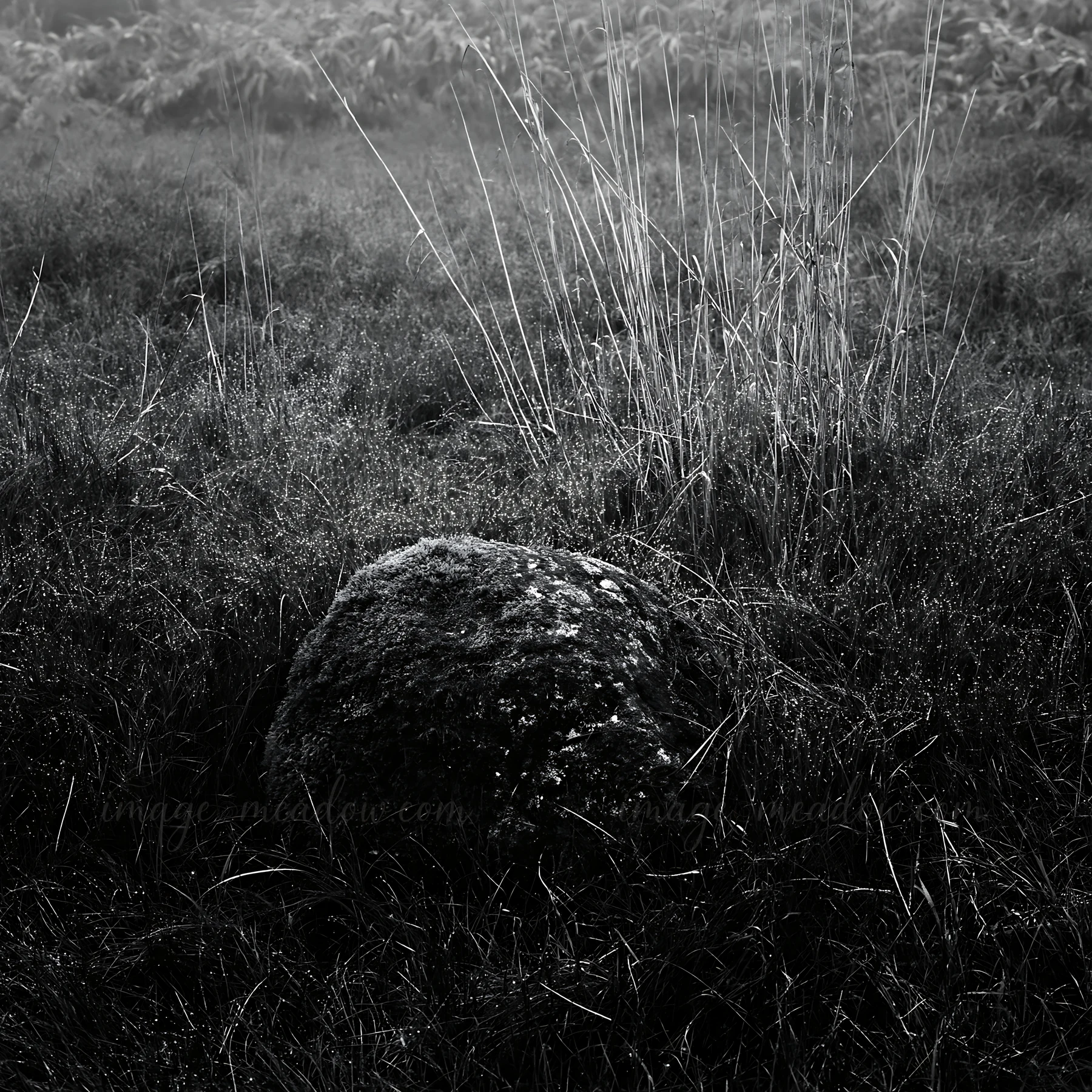 A mossy stone is located in a grassy field surrounded by taller grass. The area appears damp and the lighting suggests early morning or late day. Presented as a