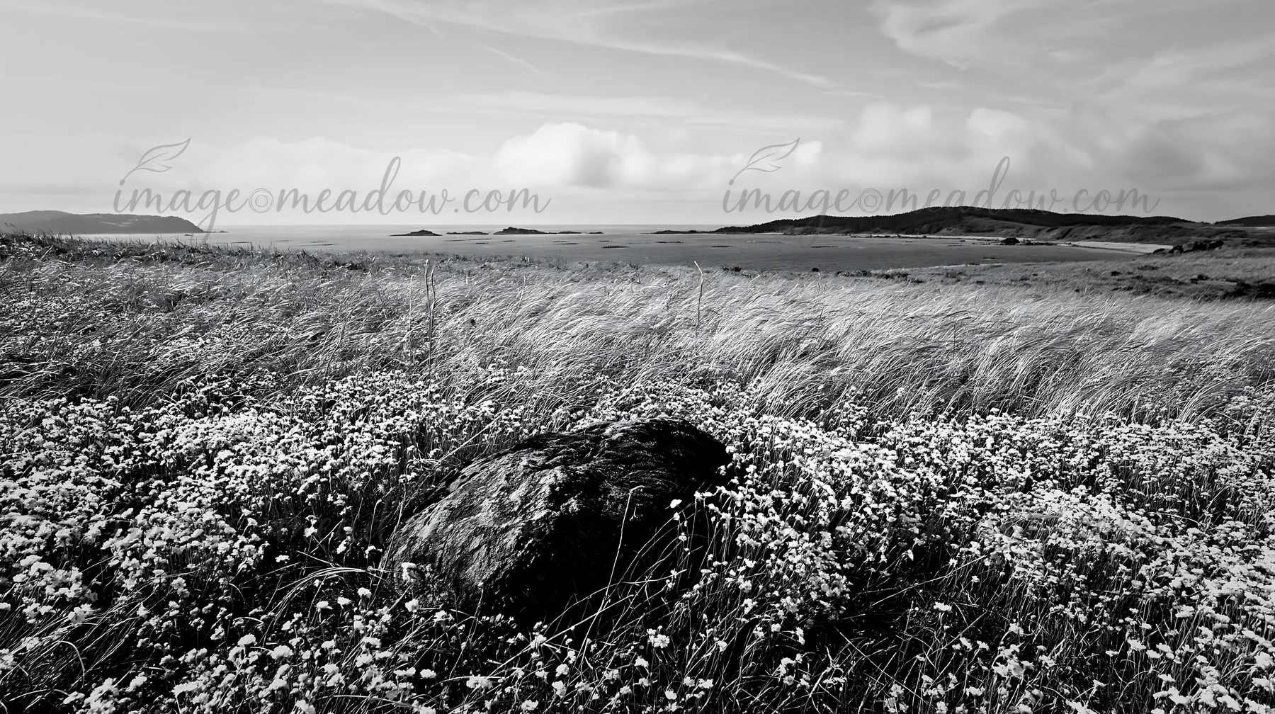 A mossy stone sits in a meadow filled with pink flowers, overlooking the sea. The view includes hills and clouds under a clear blue sky in Miyagi. Presented as