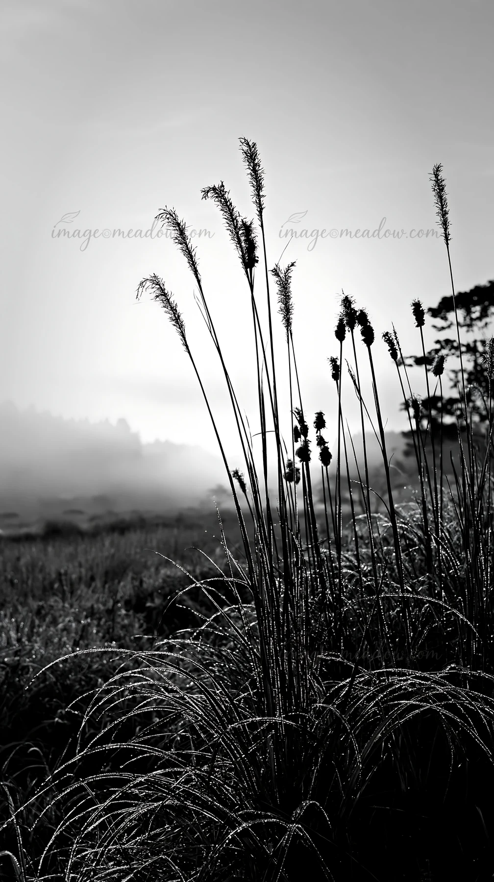 Dew covered sedges rise in a meadow at sunrise in Miyazaki. The morning light creates a soft glow on the grass and the mist adds depth to the scenery. Presented