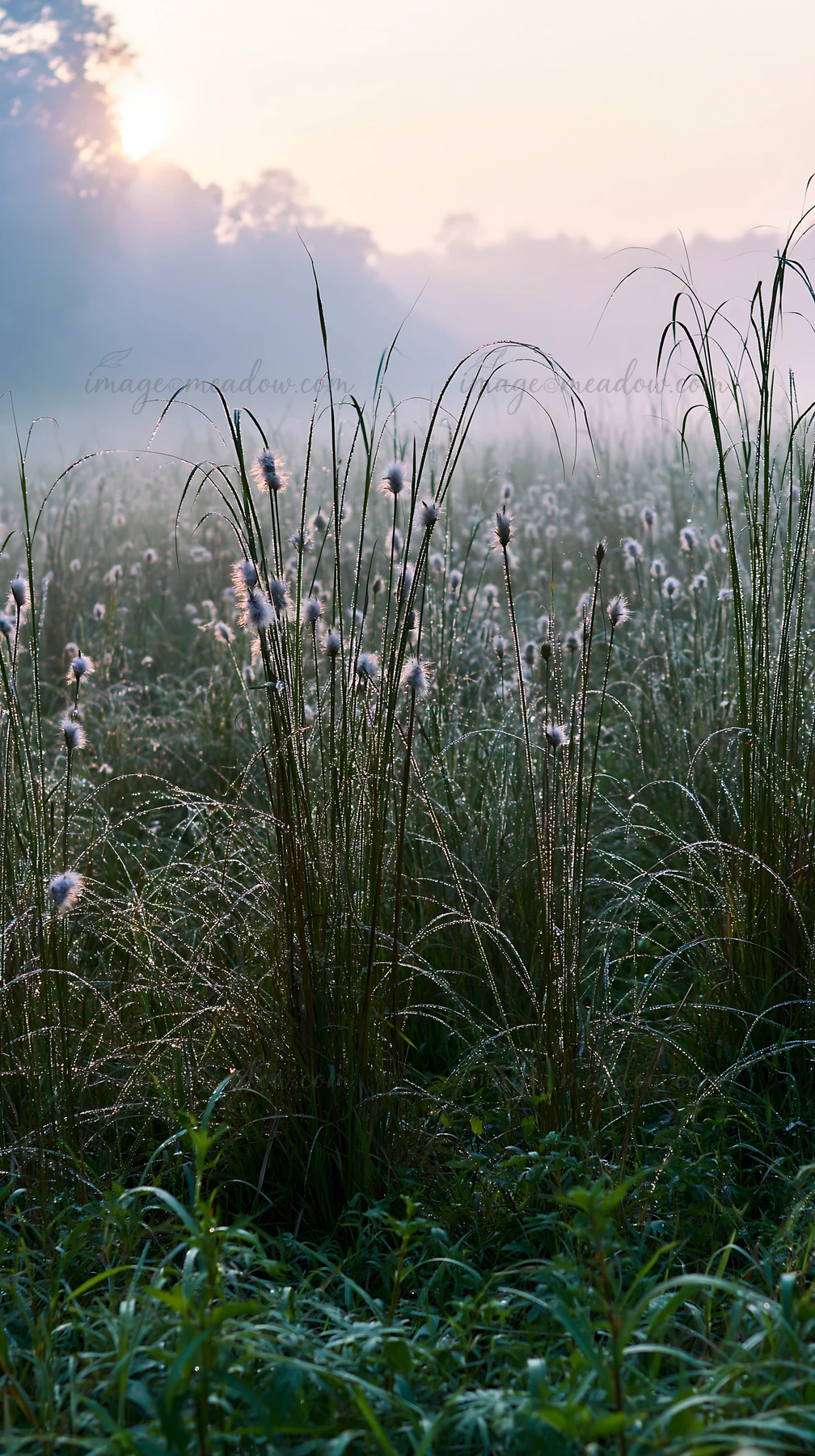 Sedges covered in dew stand tall in a meadow during sunrise in Miyazaki. The morning sunlight creates a gentle glow over the landscape filled with grass and sof