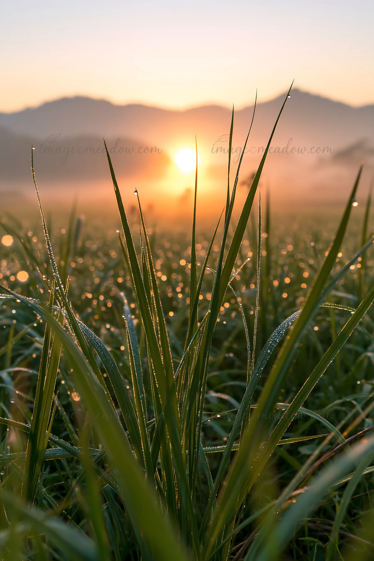 The sun rises over a meadow in Miyazaki bringing light to dew covered sedges. The landscape features soft hills in the background and a golden hue in the early