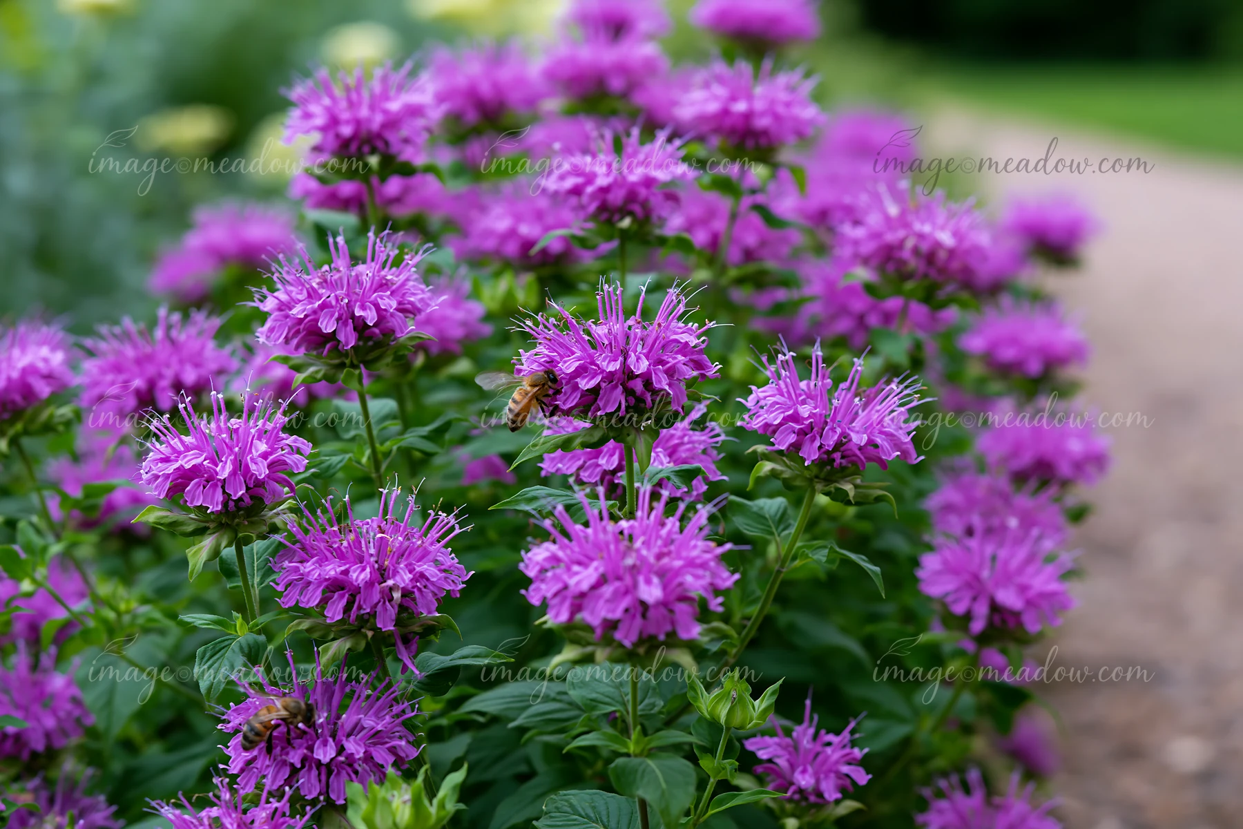 Monarda flowers with pollinators thrive in a garden setting, showcasing vibrant purple blooms while bees collect nectar, creating a lively scene in the summer.
