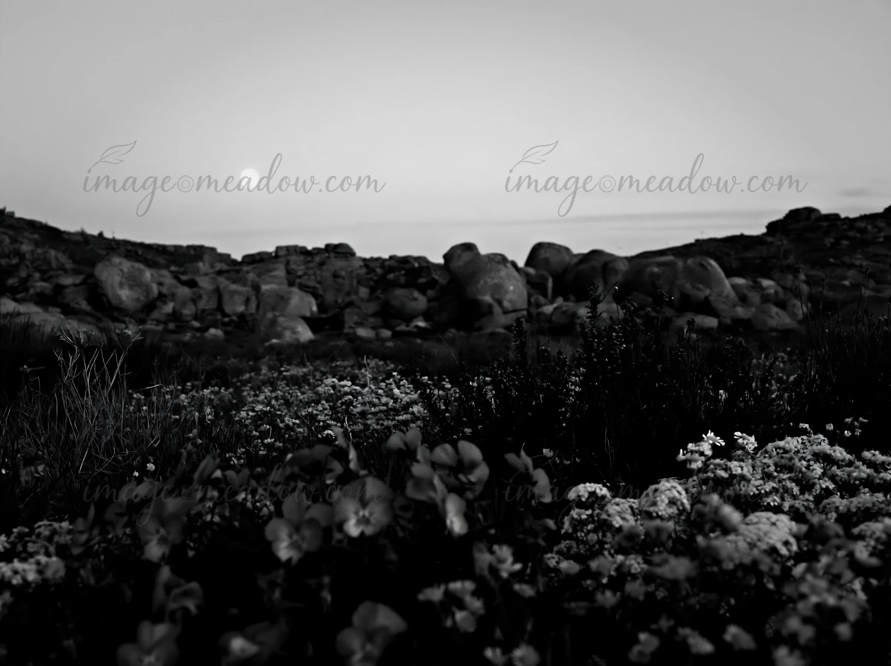 Flowers grow in a meadow as the moon rises in the evening sky. Rocky terrain surrounds the area, creating a natural scene in a tranquil setting. Shadows stretch