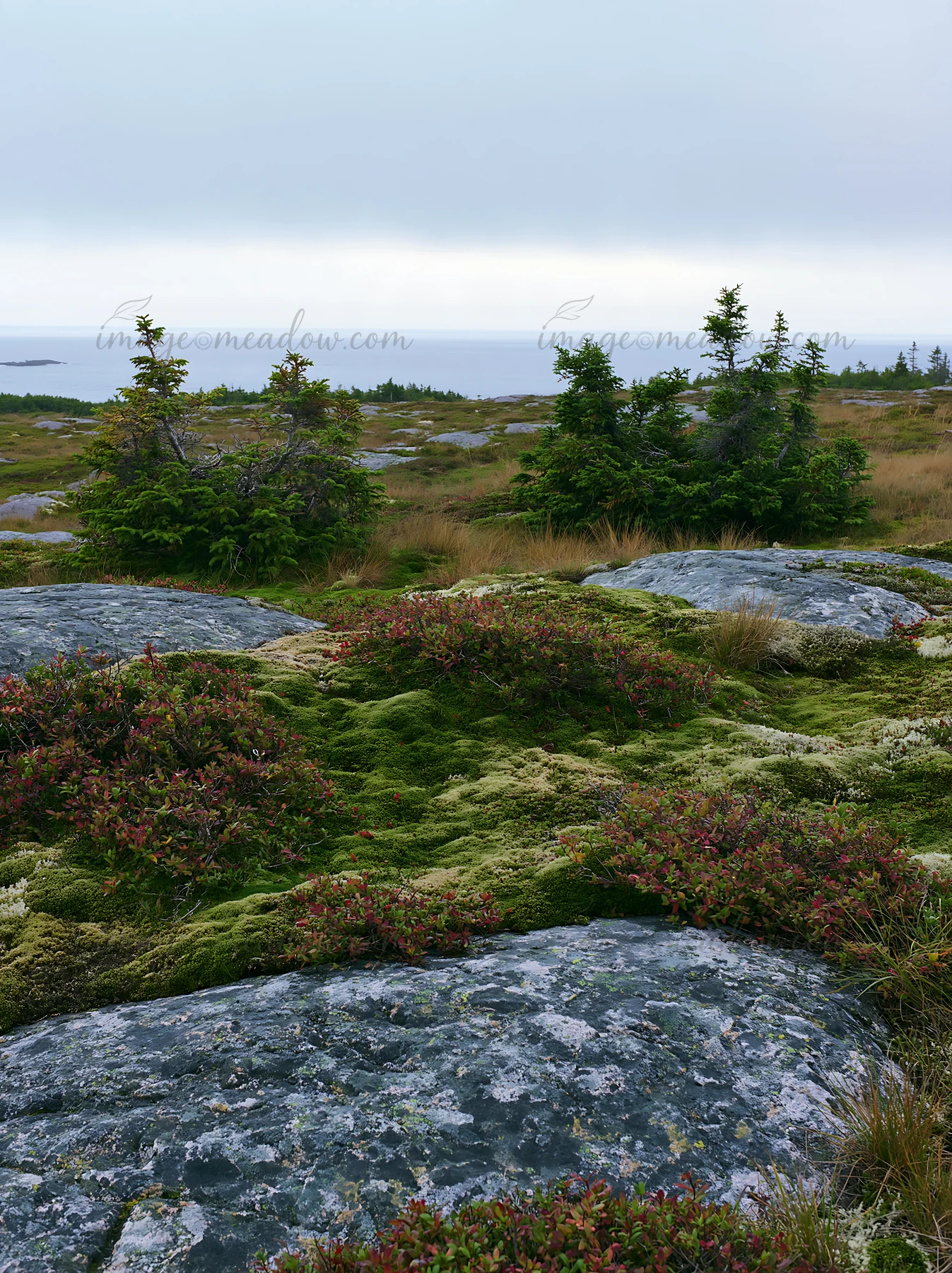 Moss-covered boulders are scattered across a meadow. Green vegetation grows among the rocks. In the background, a distant view of the ocean is visible under a g
