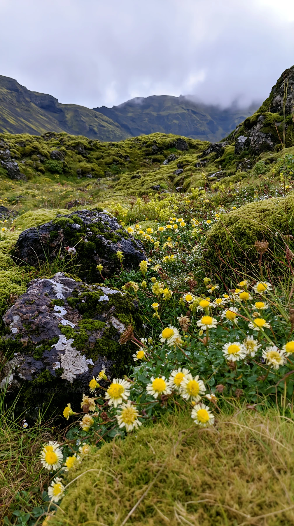 In a meadow filled with mossy boulders, yellow flowers grow among the lush green grass. The background shows a mountainous landscape under a cloudy sky.