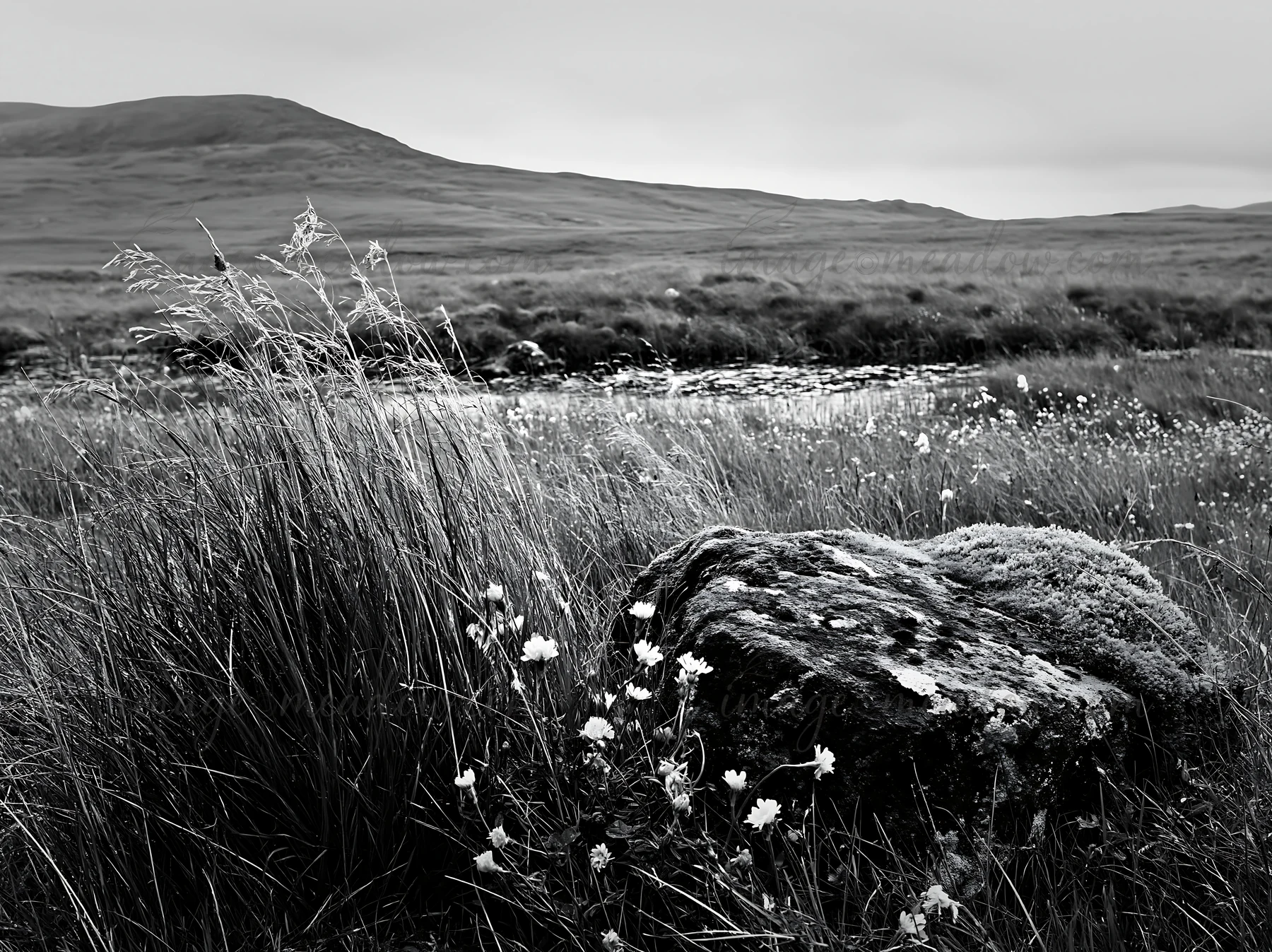 A moss-covered boulder sits among grass and wildflowers in a meadow. The scene features a river in the background, with rolling hills under a gray sky. This cap