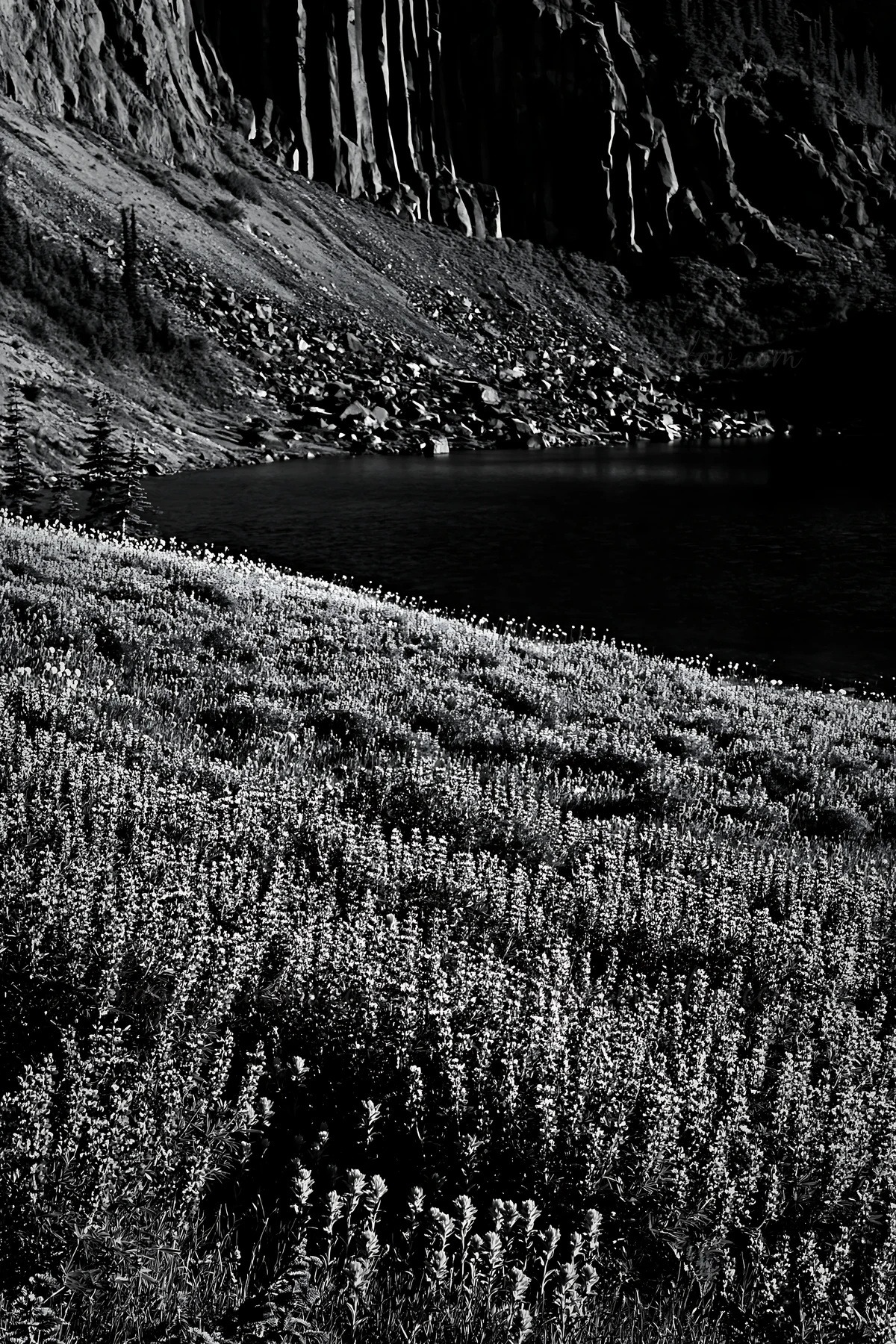 A meadow filled with blooming lupine flowers is located by a lake, with the rugged mountain landscape in the background. The scene is captured in a monochrome s