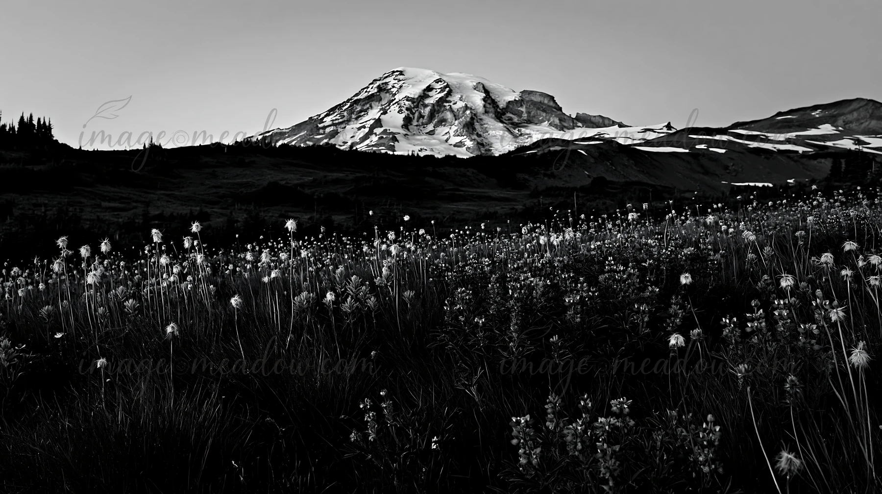 Mount Rainier stands tall in the background. A meadow filled with paintbrush and lupine flowers is visible in the foreground. This scene captures the natural be
