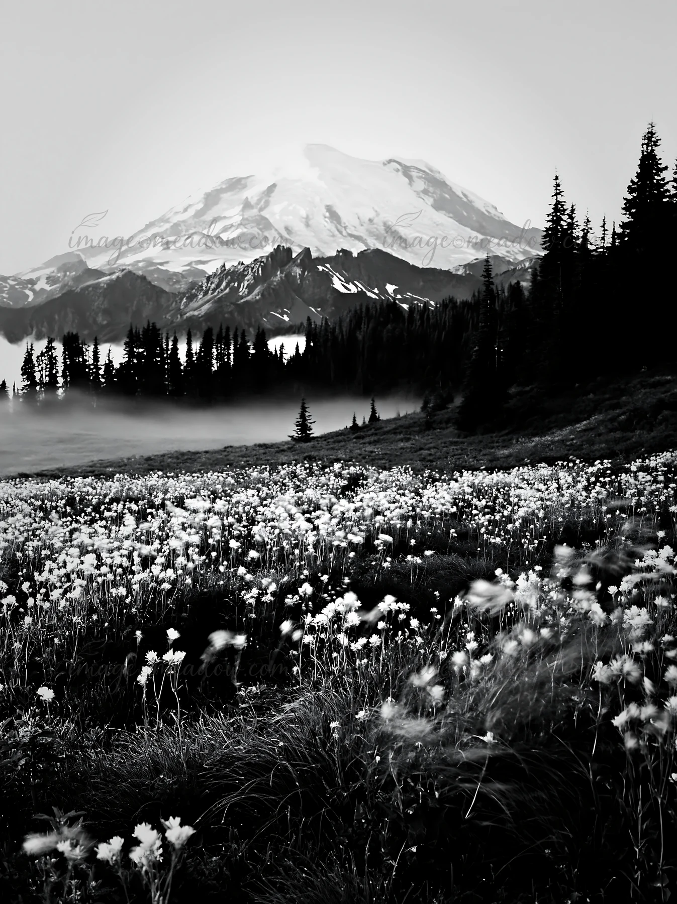 A field of wildflowers stretches in front of Mount Rainier at sunrise. The mountain looms in the background with fog hovering above the ground. Tall trees provi